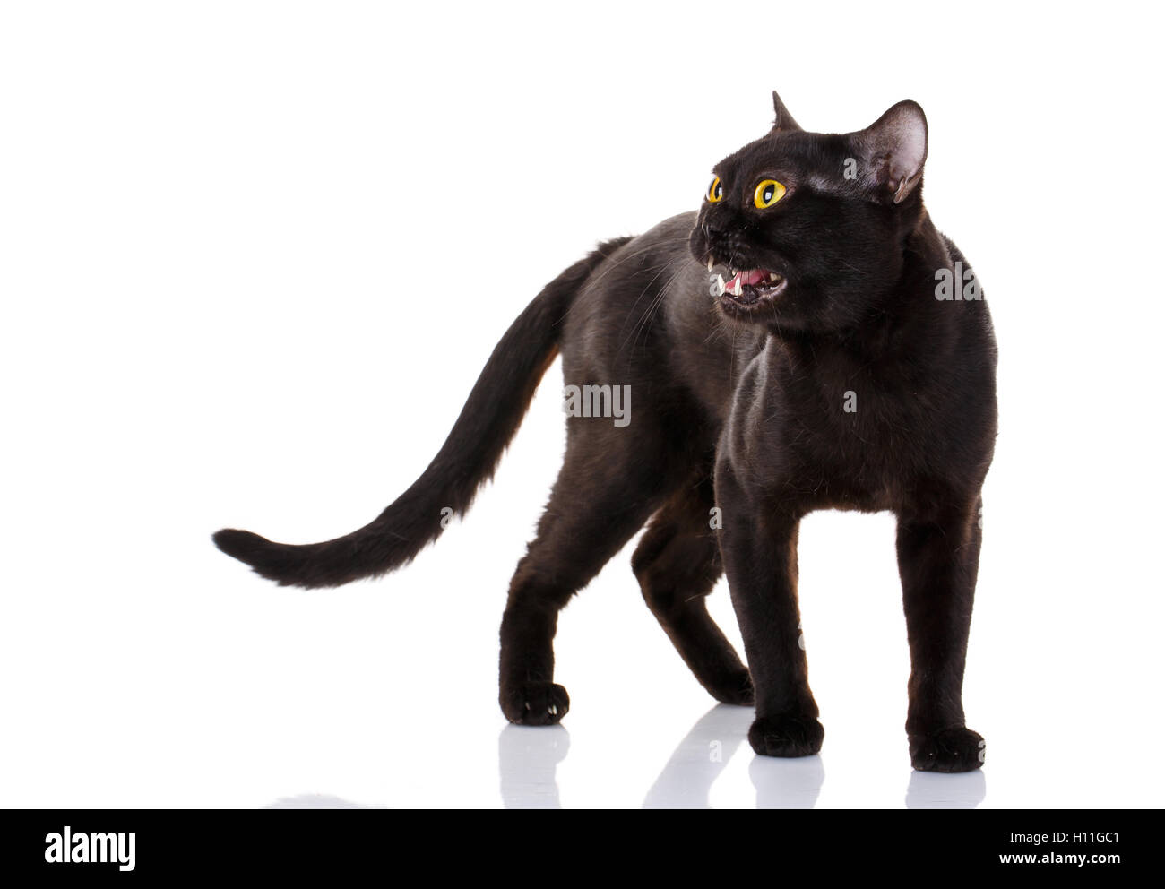 Chat noir avec des yeux jaunes et une bouche ouverte sur un fond blanc. Banque D'Images