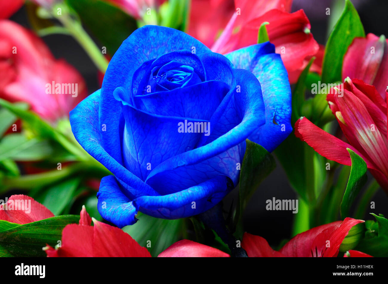 Détails et Close up de pétales de rose bleu Banque D'Images