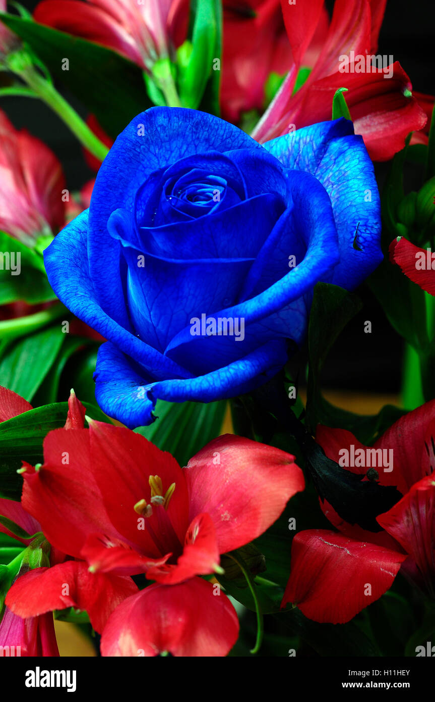 Détails et Close up de pétales de rose bleu Banque D'Images