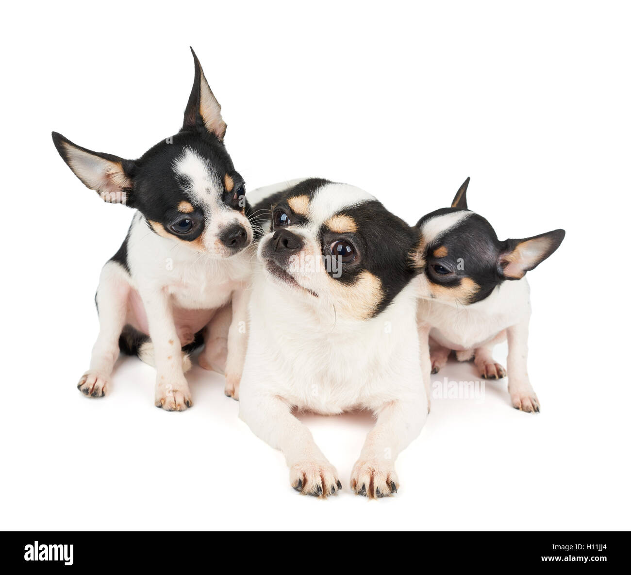 Deux chiots de Chihuahua et leur mère sur fond blanc isolé. Tous sont en noir et blanc. Banque D'Images