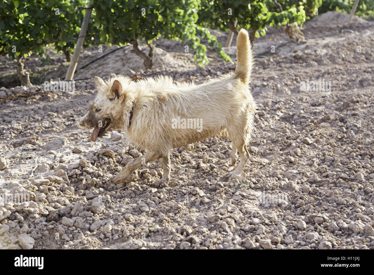 Chasse chien muddy field vineyards Banque D'Images