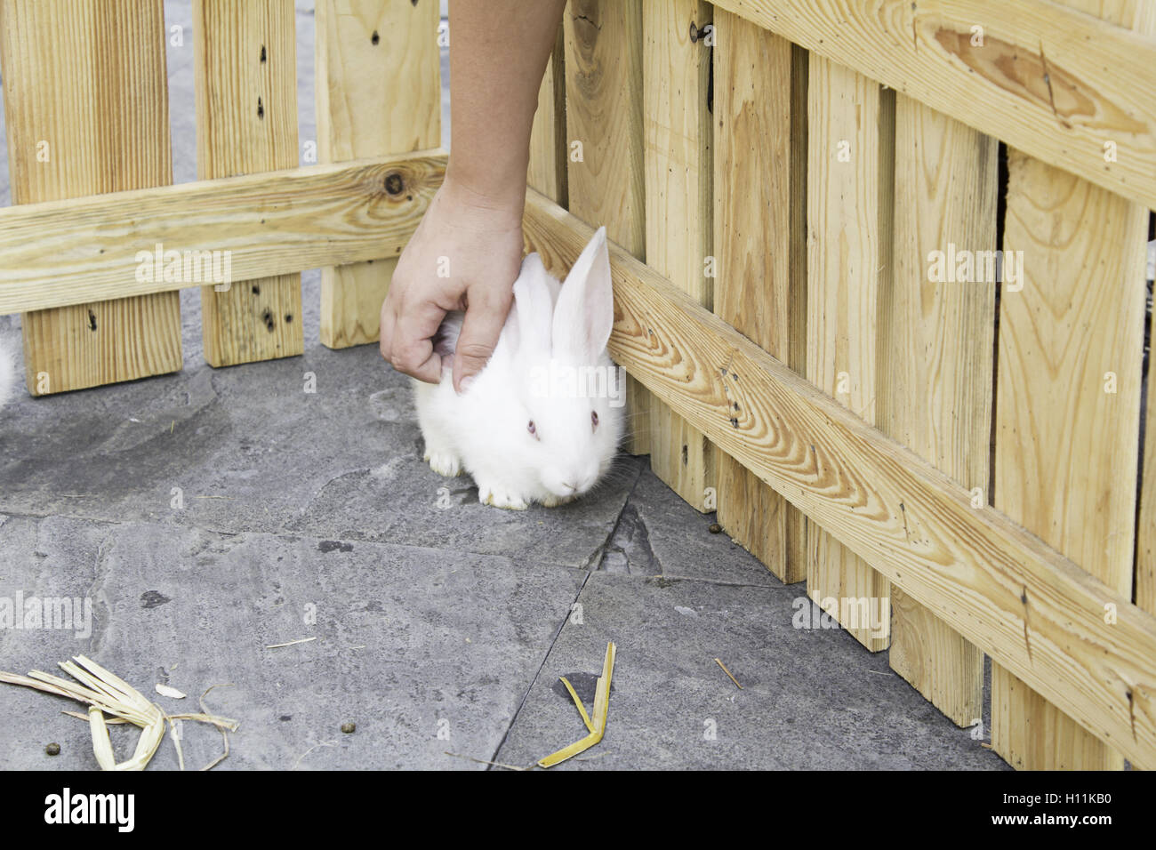 Ferme d'élevage de lapins blancs caressés par une personne, un animal Banque D'Images