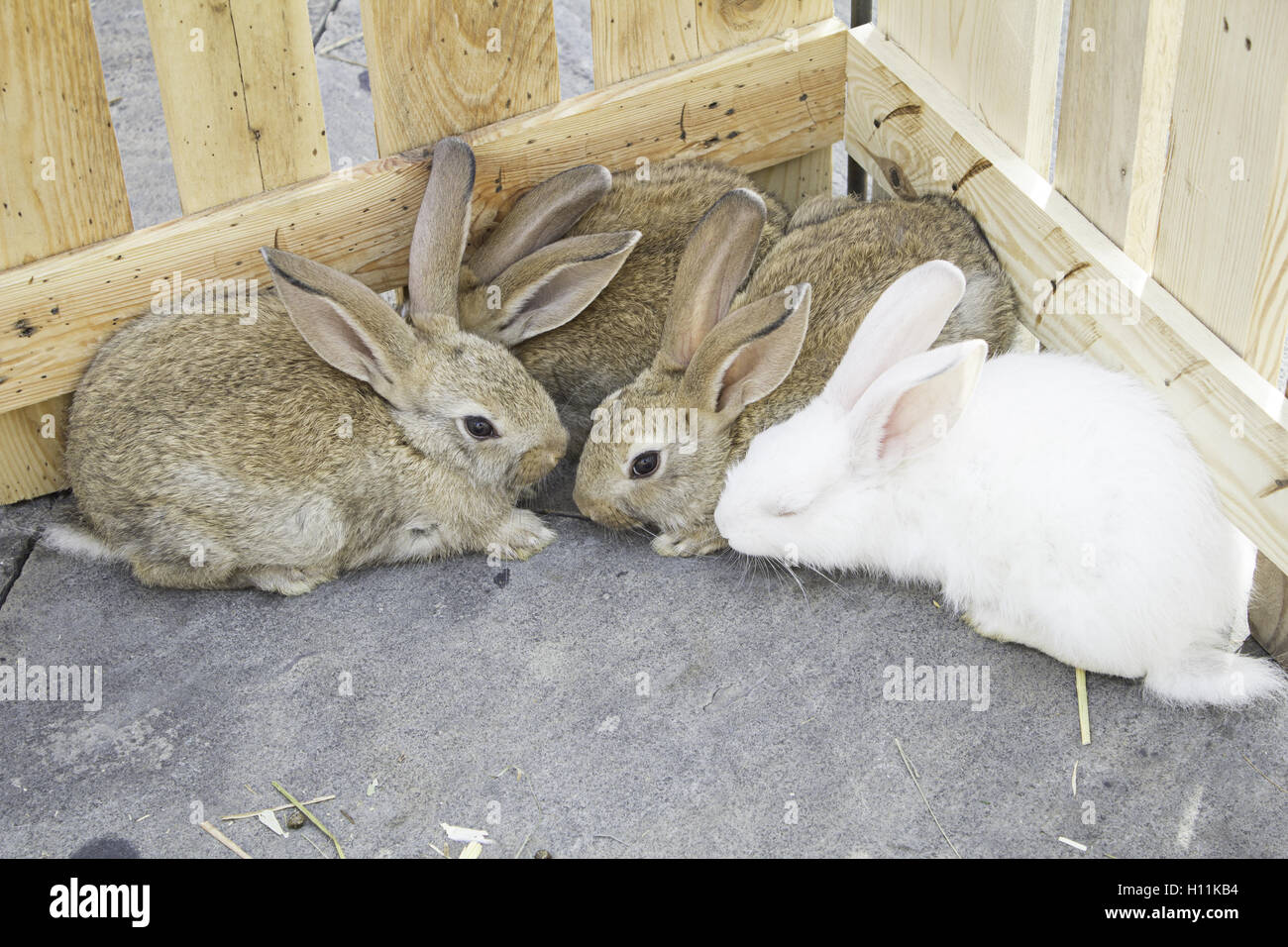 Les lapins de ferme urbaine du troupeau, les animaux et la nature Banque D'Images
