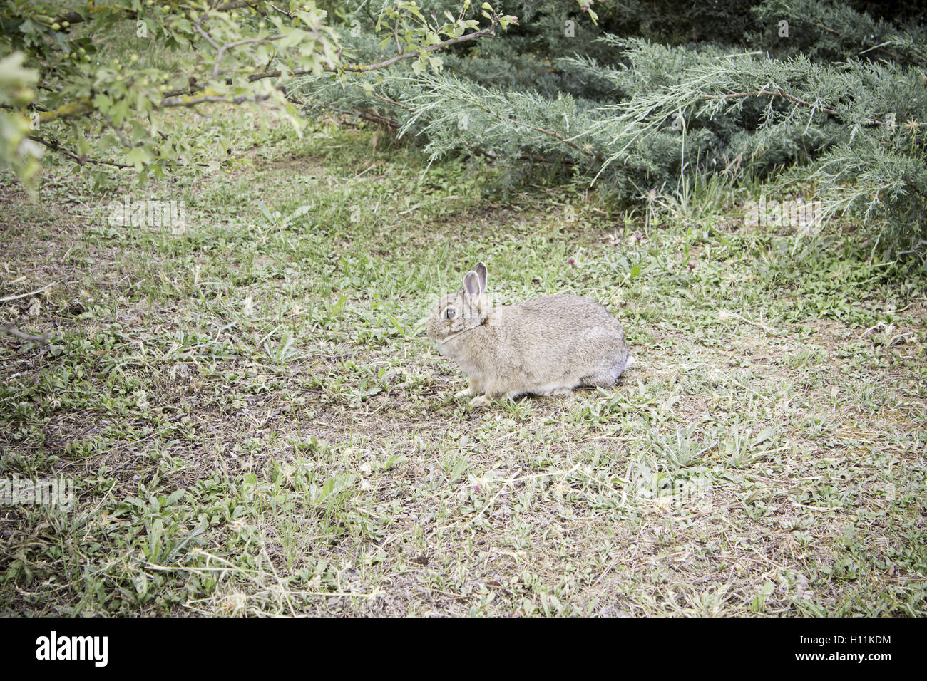 Lapin brun sur golf park, des animaux et de la nature Banque D'Images