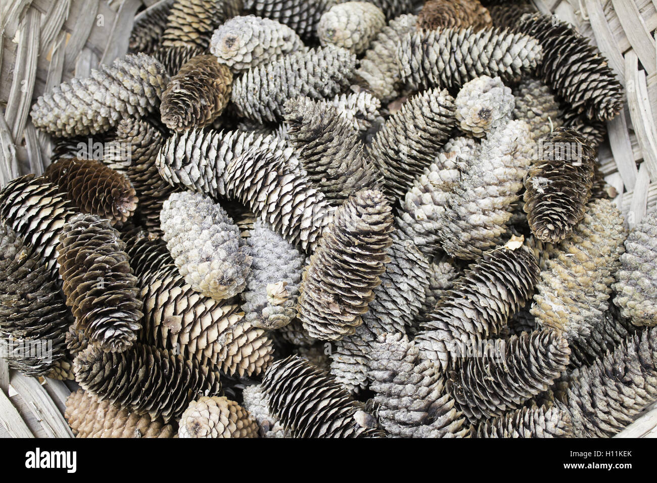 Cônes de pin dans panier en osier, de la nature et des fruits Banque D'Images
