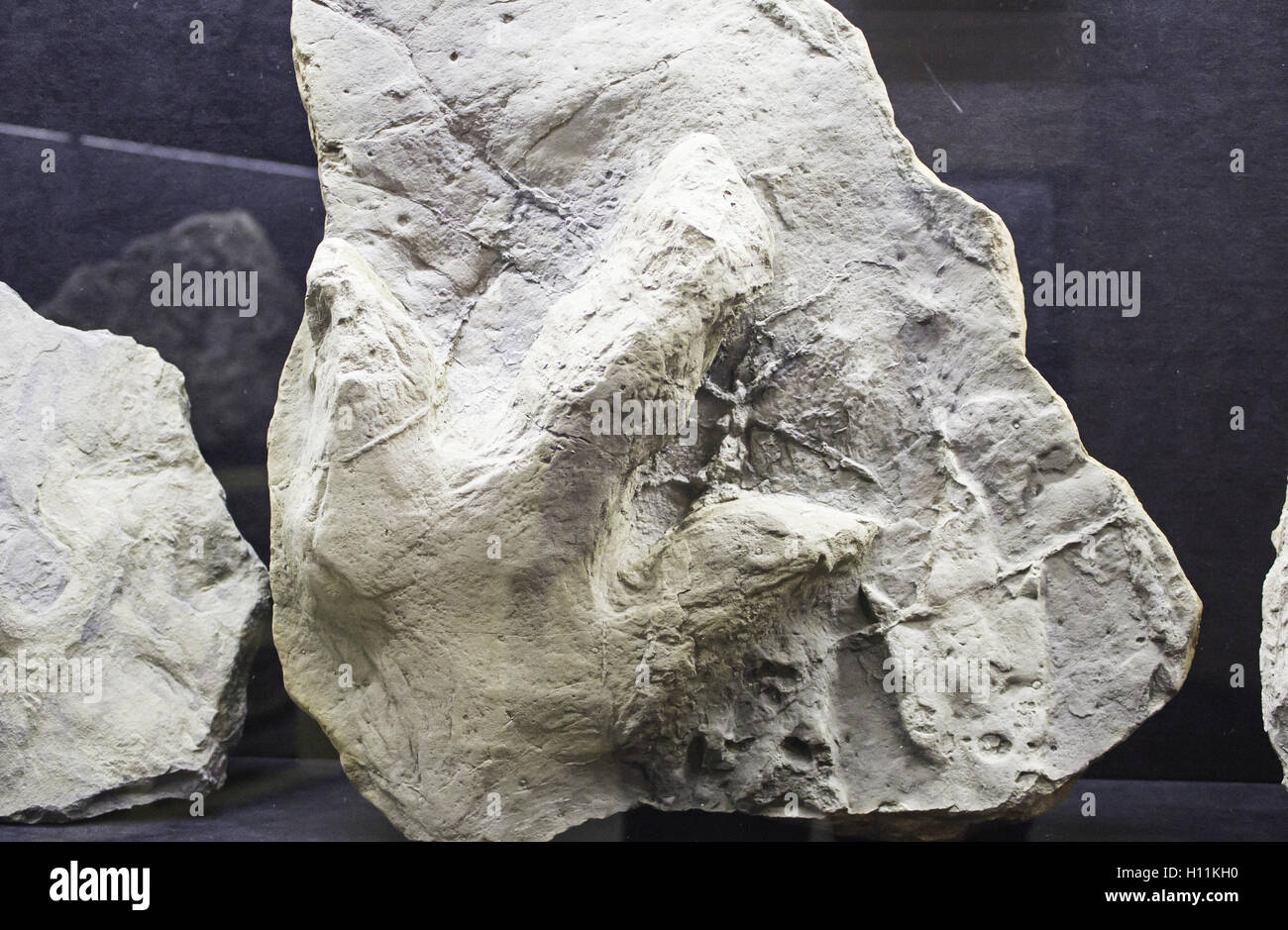 Empreinte de dinosaure sur la pierre, l'extinction des animaux Banque D'Images