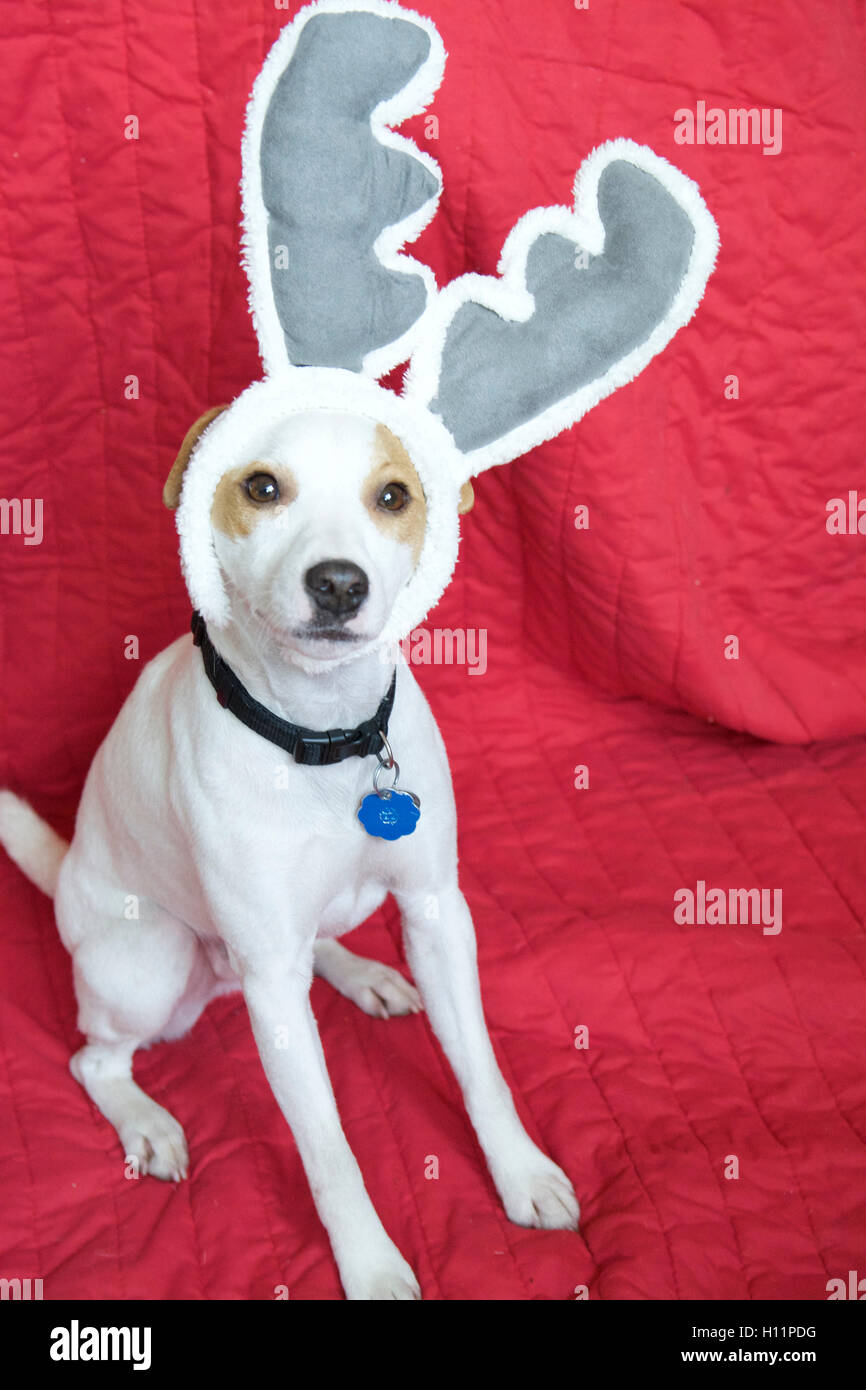 Super Mignon Mac-le-Jack Russell Terrier Dog wearing Reindeer Noël oreilles assis sur une couverture rouge à l'intérieur de l'appareil photo à Banque D'Images