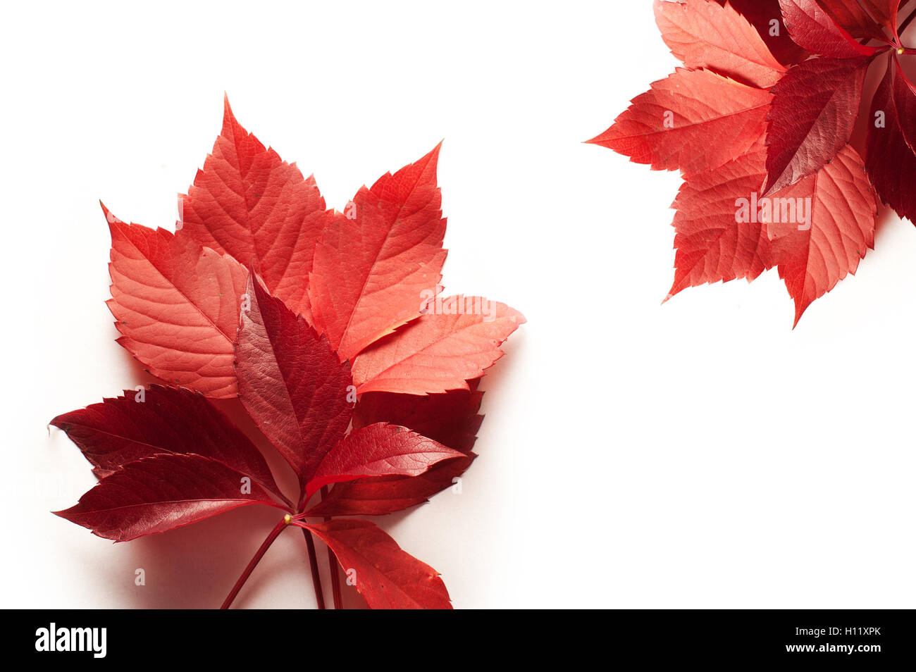 L'automne les feuilles rouges sur fond blanc et de l'espace pour le texte Banque D'Images