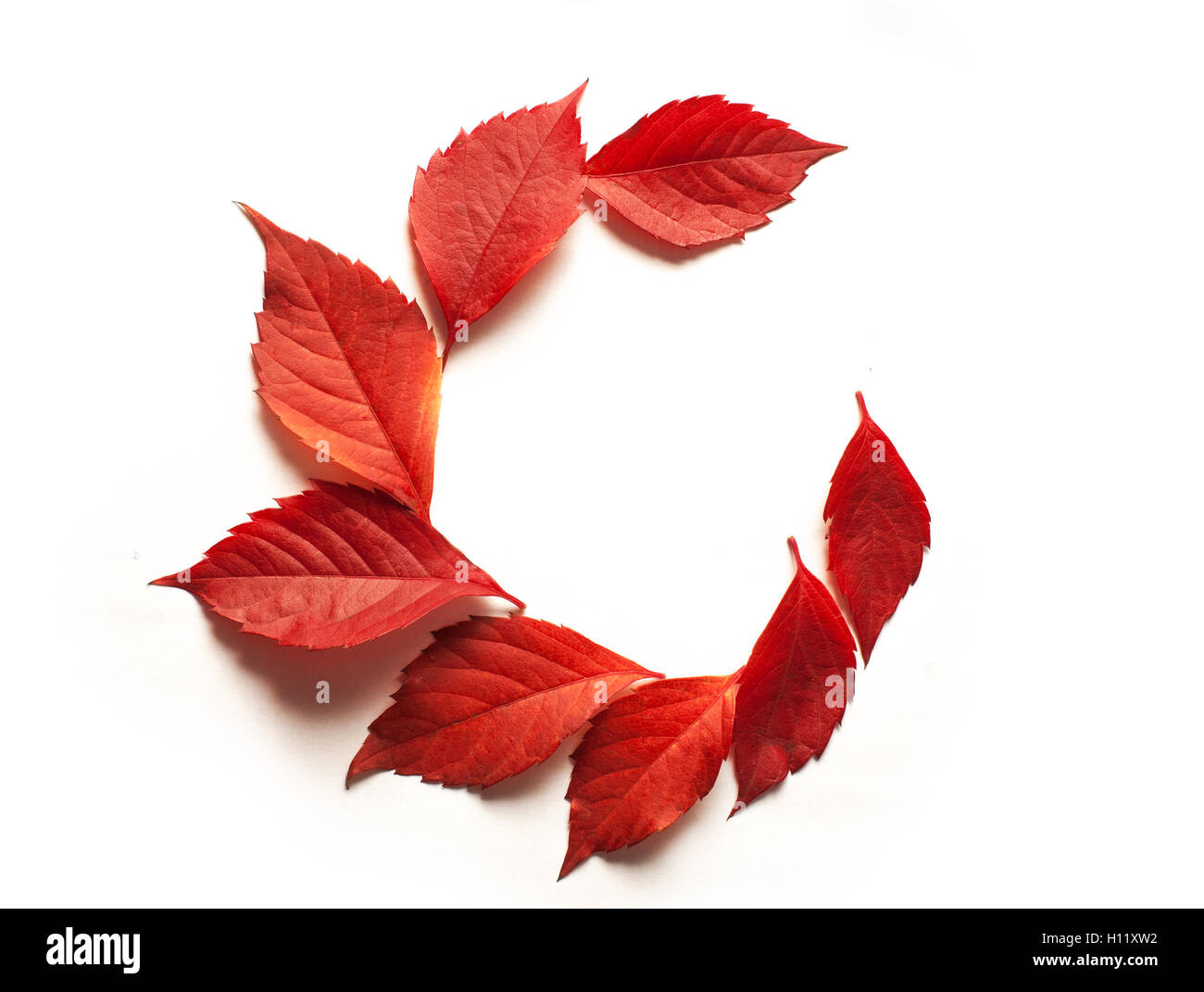 L'automne les feuilles rouges sur fond blanc et de l'espace pour le texte Banque D'Images
