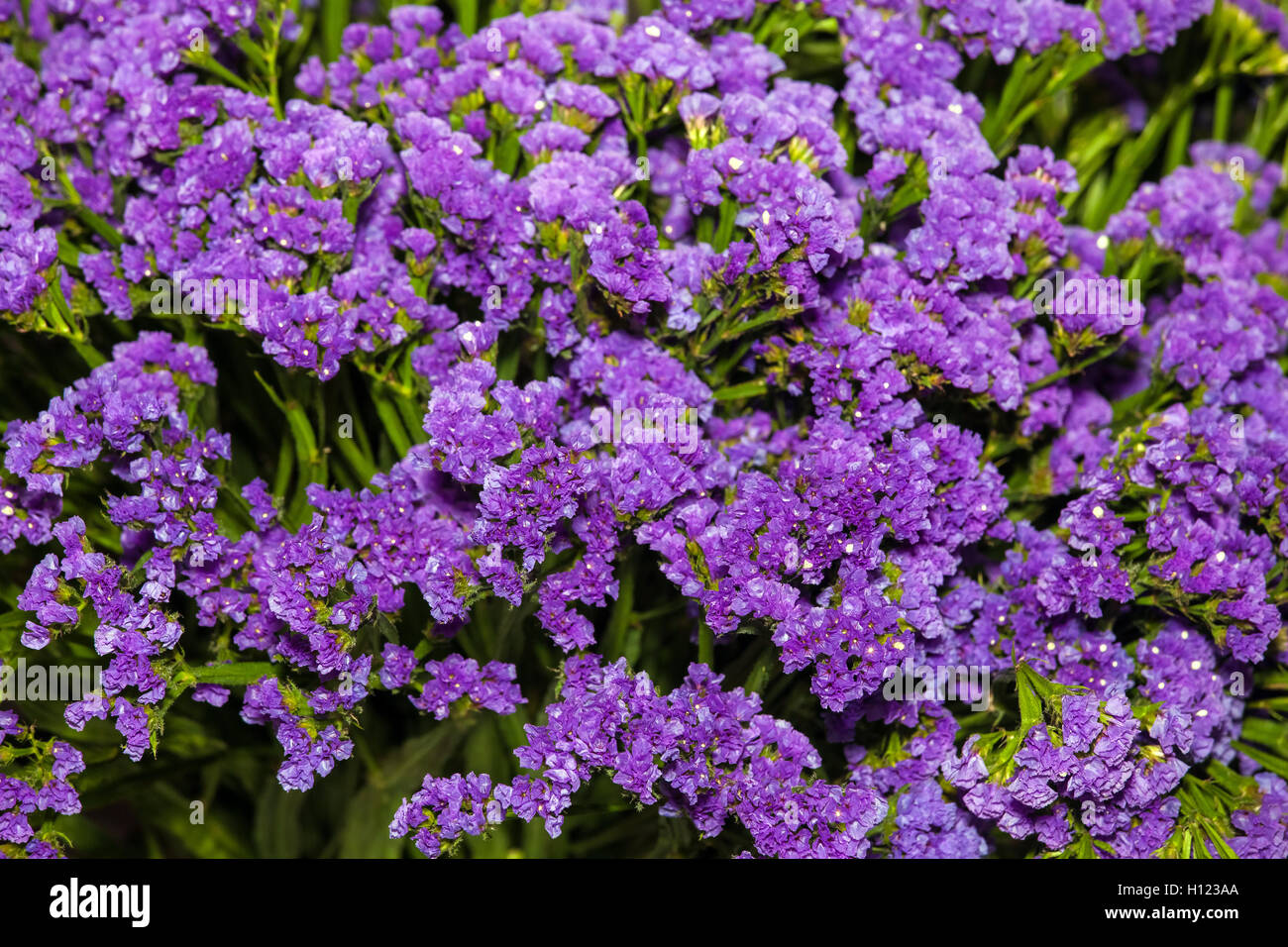 Limonium sinuatum flowers background Banque D'Images