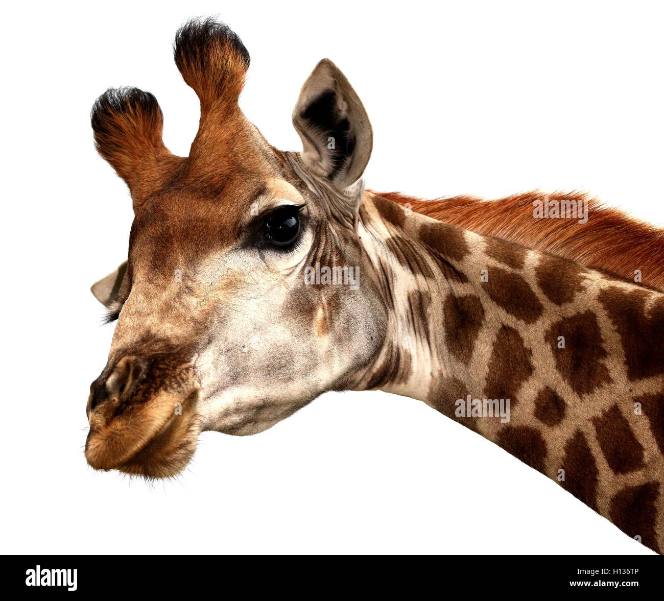 Portrait de girafe drôle Banque D'Images