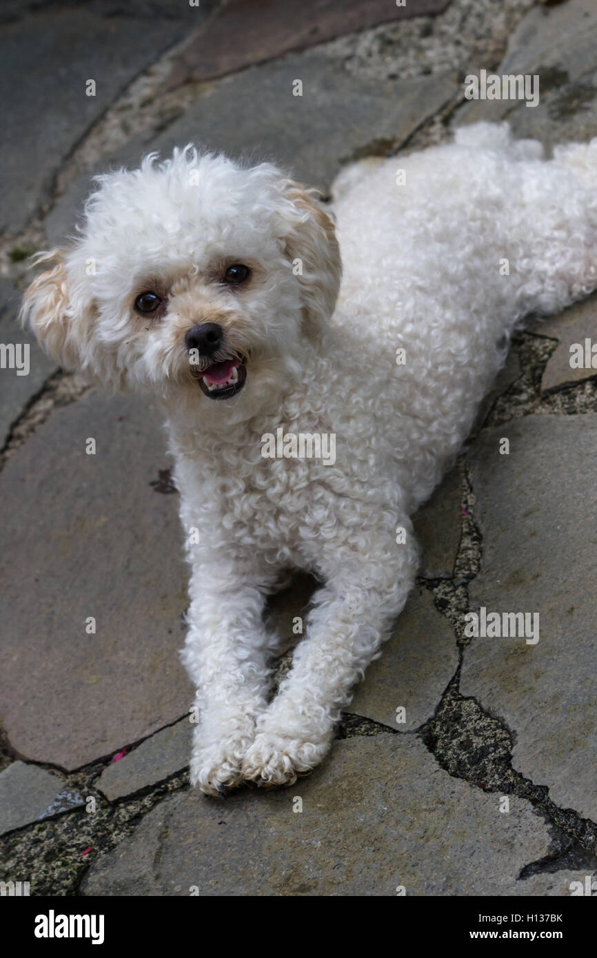 Close Up Of A Cute White Mini Caniche Toy Portant Sur Les Paves En Pierre Photo Stock Alamy