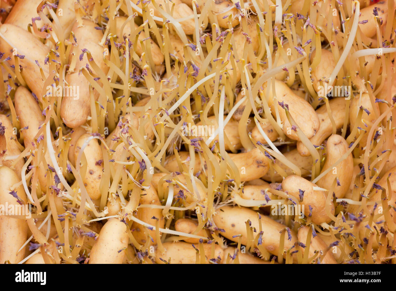 La germination des semences de pommes de terre Fingerling Banane Russe Banque D'Images La germination des semences de pommes de terre Fingerling Banane Russe Banque D'Images