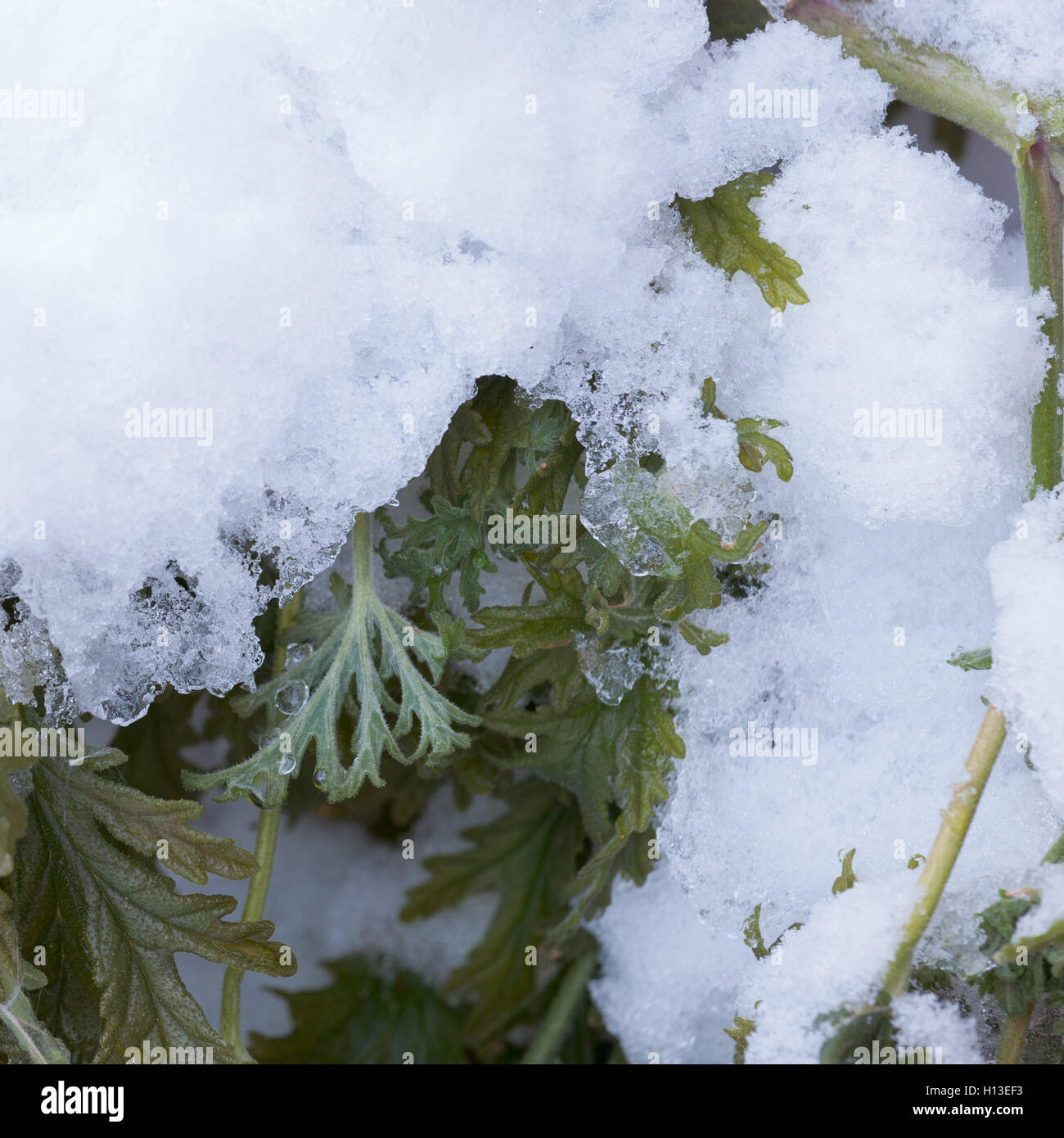 La fonte de la neige fraîche sur les feuilles des plantes flétries vert Banque D'Images La fonte de la neige fraîche sur les feuilles des plantes flétries vert Banque D'Images