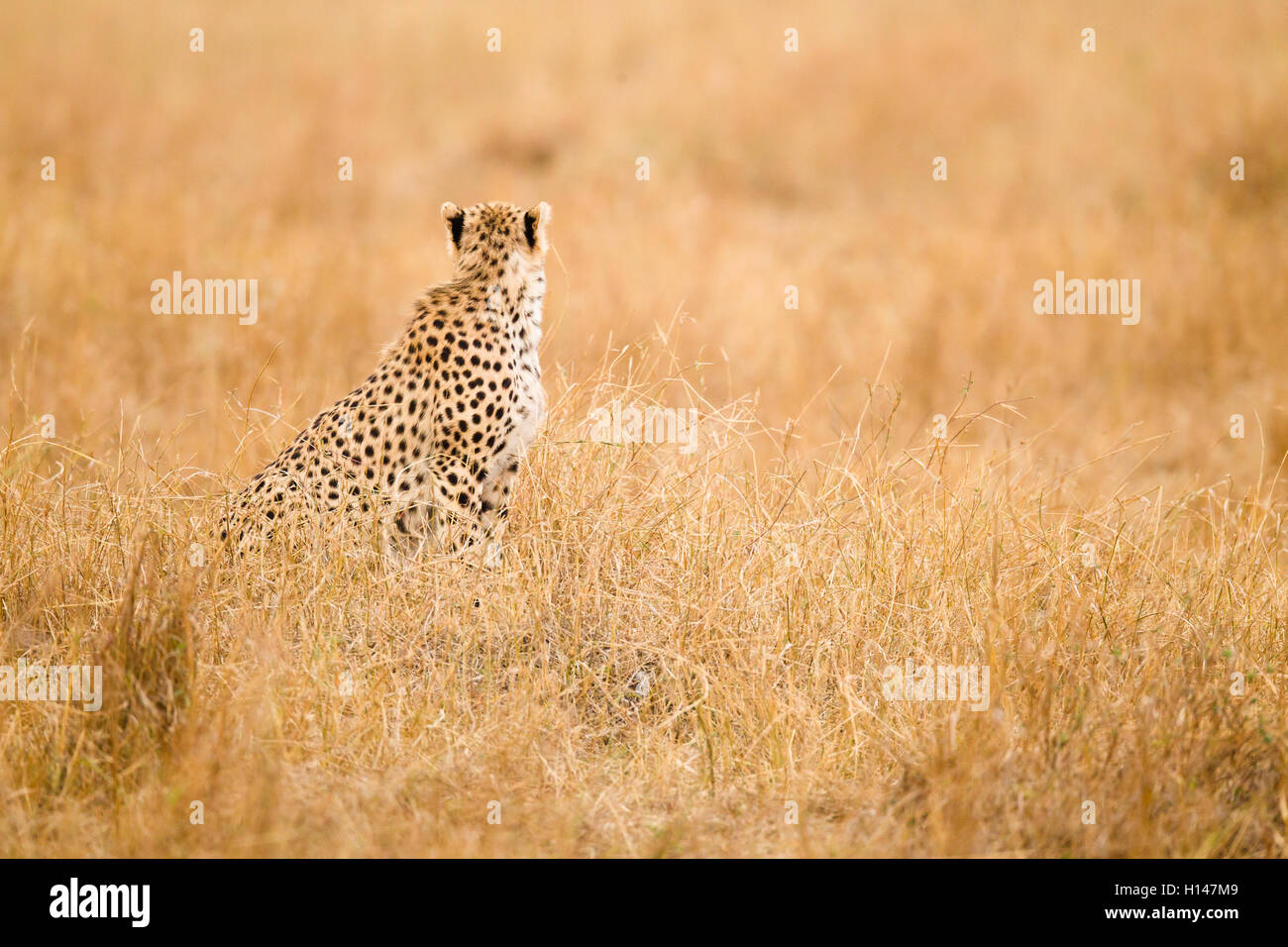 Un guépard assis au milieu de l'herbe et faisant face à l'autre sens, avec ses oreilles vers le haut Banque D'Images