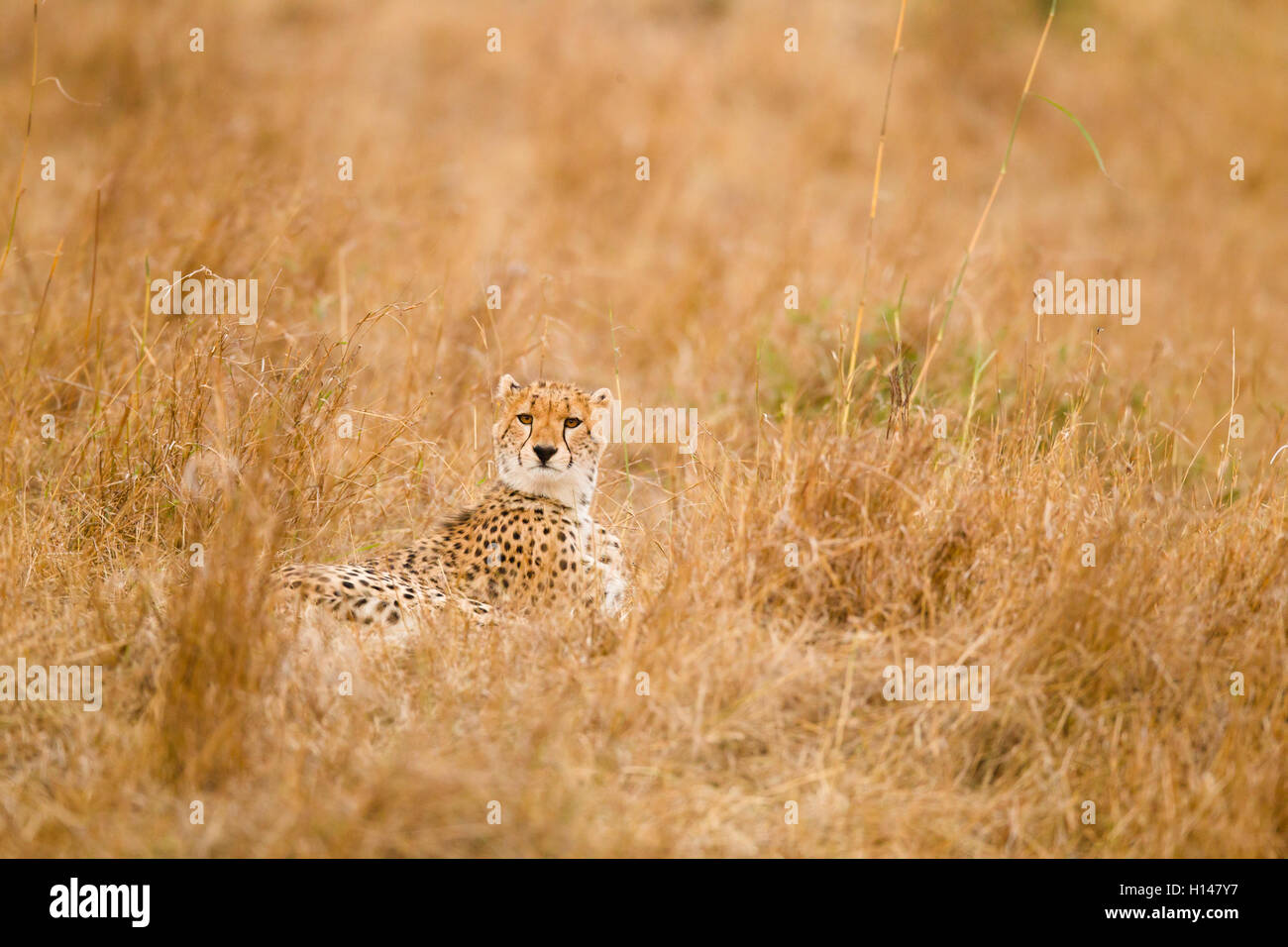 Un guépard se trouvent au milieu de l'herbe et faisant face à l'appareil photo Banque D'Images