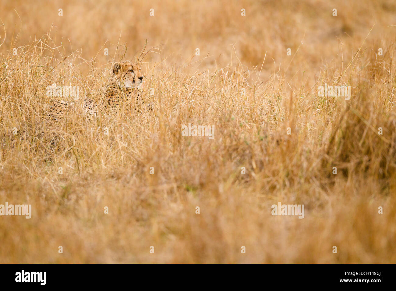 Un guépard herbe cachés au milieu Banque D'Images