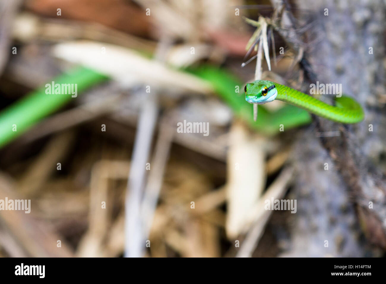 Close up d'un beau vert serpent dans le parc national Manuel Antonio, Costa Rica Banque D'Images