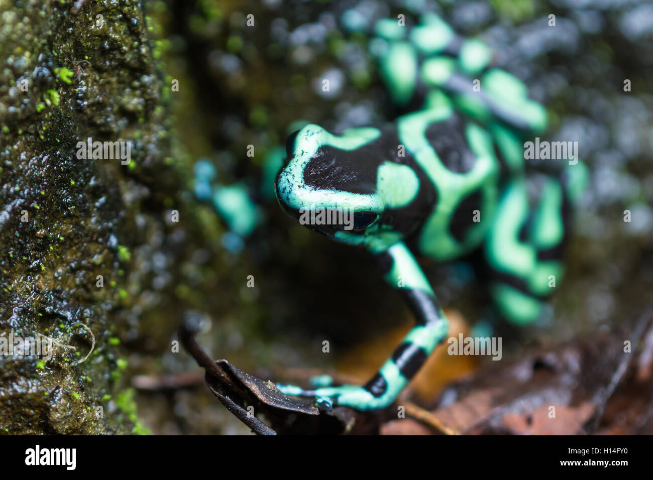 Close up of a Green and black poison dart frog dans la forêt tropicale du Costa Rica Banque D'Images