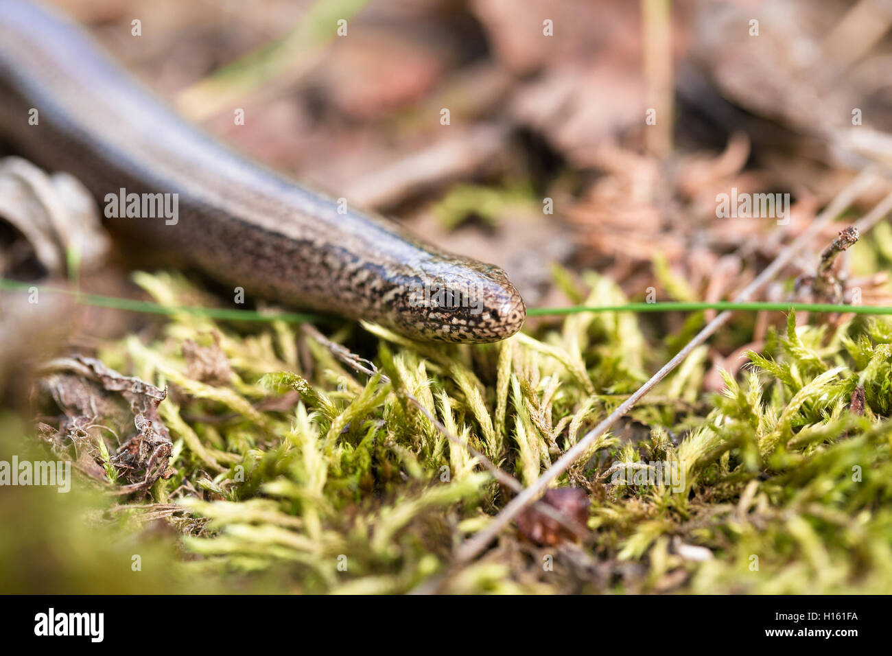 Ver lent regard ou d'un ver, Anguis fragilis. Ver lent des lézards sont souvent confondus avec des serpents. Sa nourriture est généralement d'insectes nuisibles. F Banque D'Images