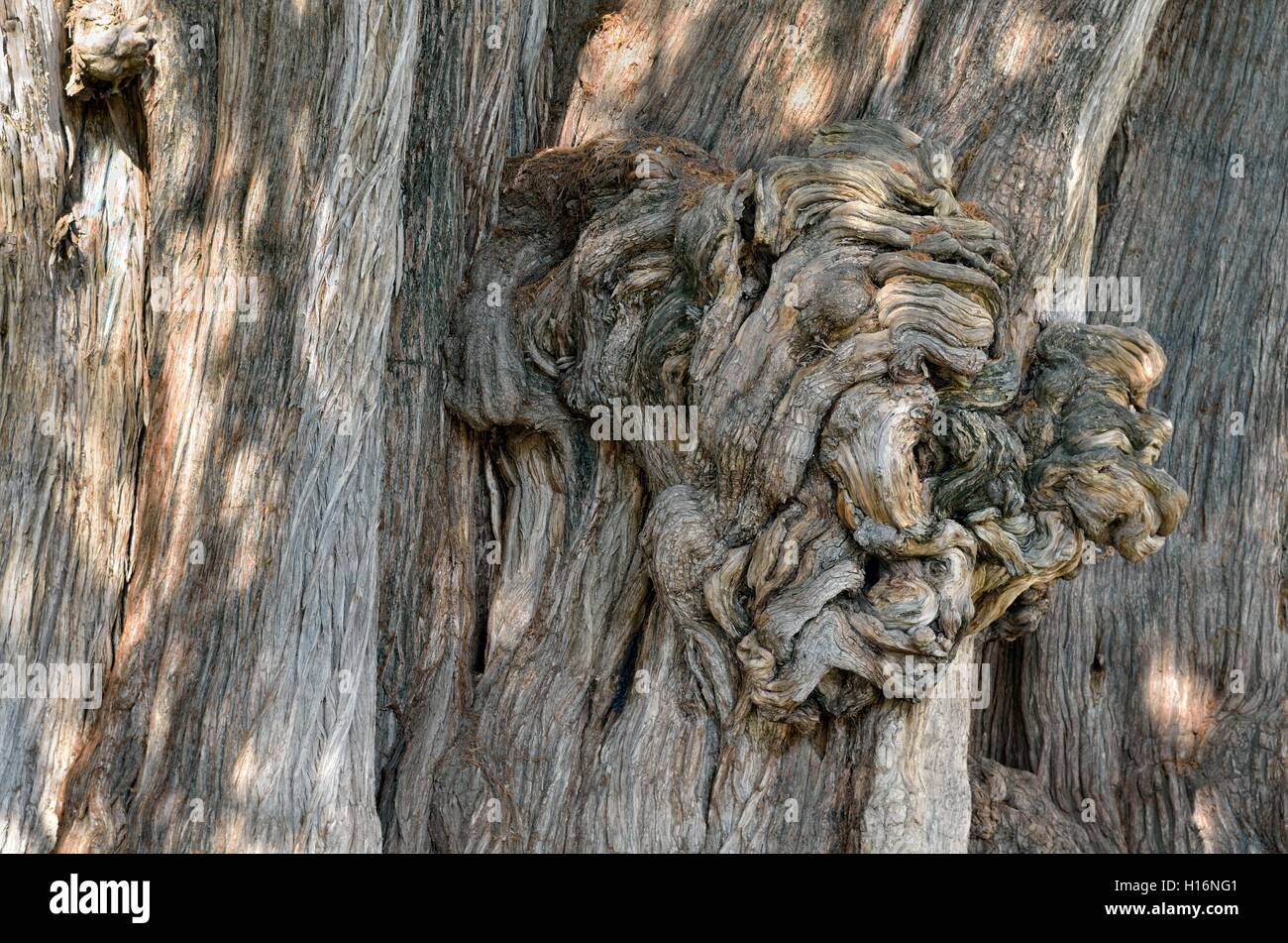 Arbol del Tule, Taxodium mucronatum (cyprès), le tronc, le détail de la croissance, Santa Maria del Tule, Oaxaca, Mexique Banque D'Images