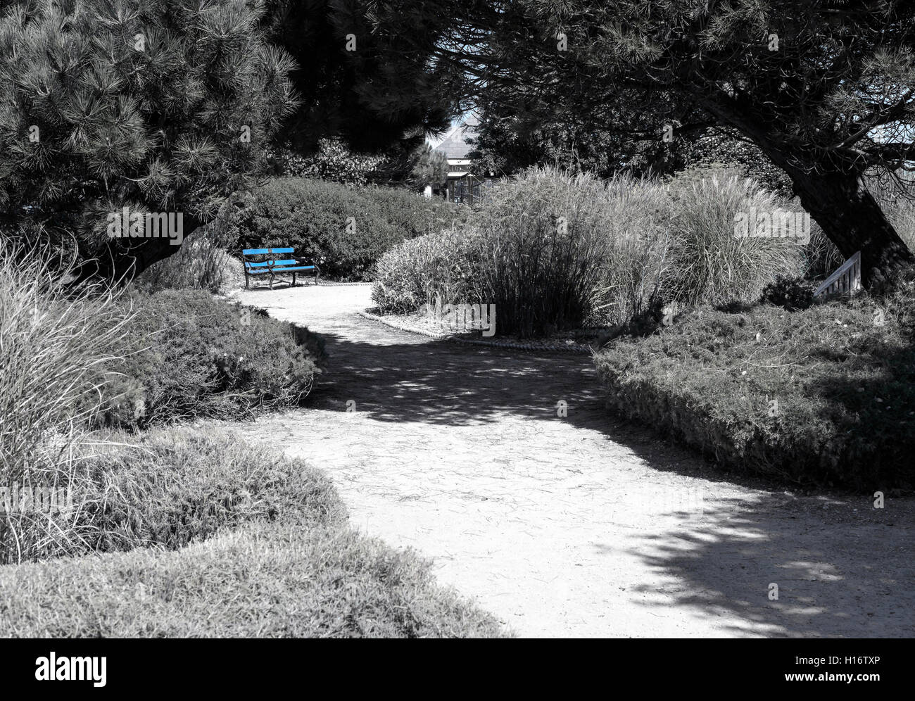 Seul banc peint bleu dans un jardin d'été avec un chemin et entouré d'arbres et arbustes. Banque D'Images