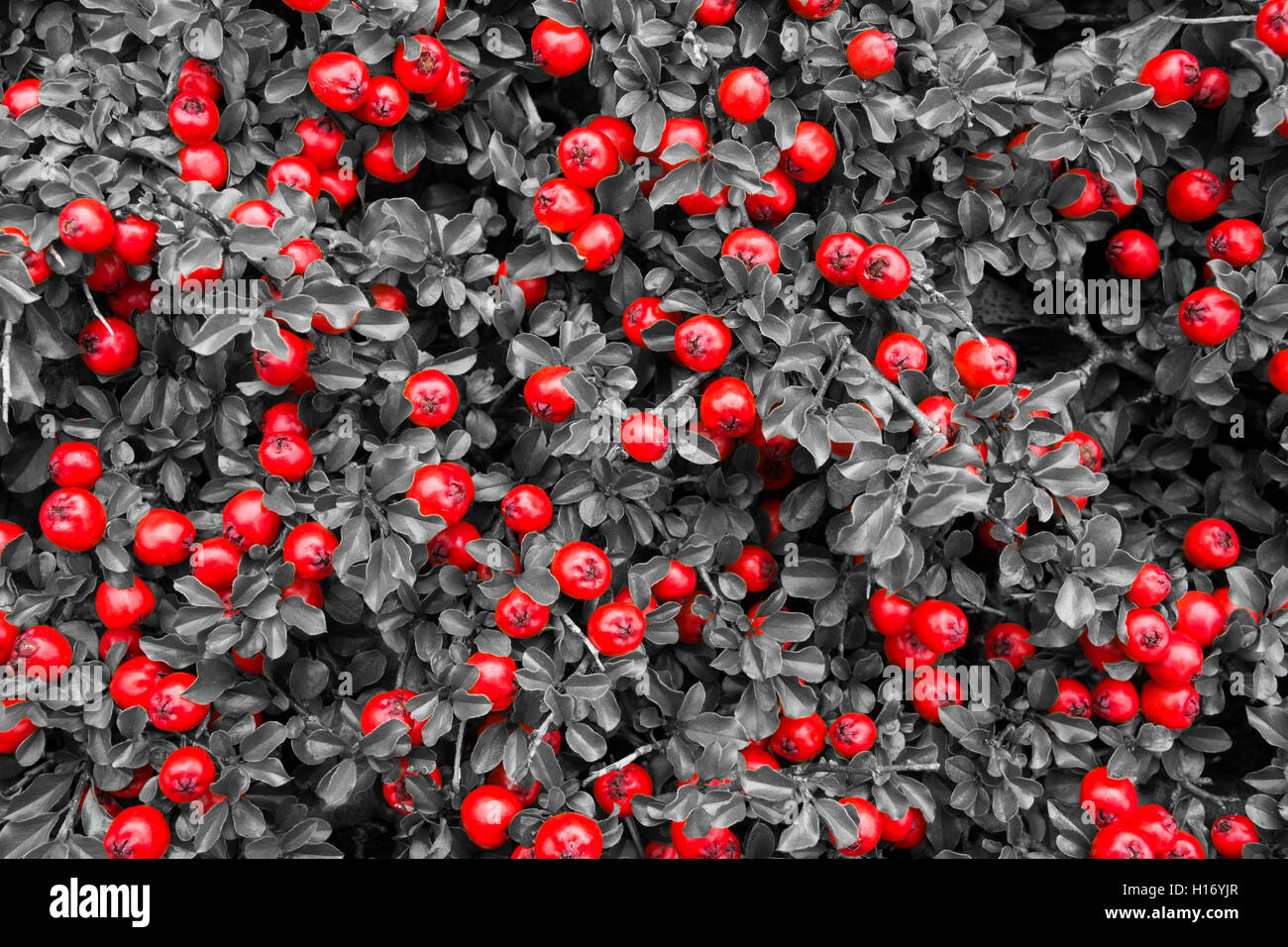Arrière-plan de feuilles et fruits rouges en Norvège Banque D'Images