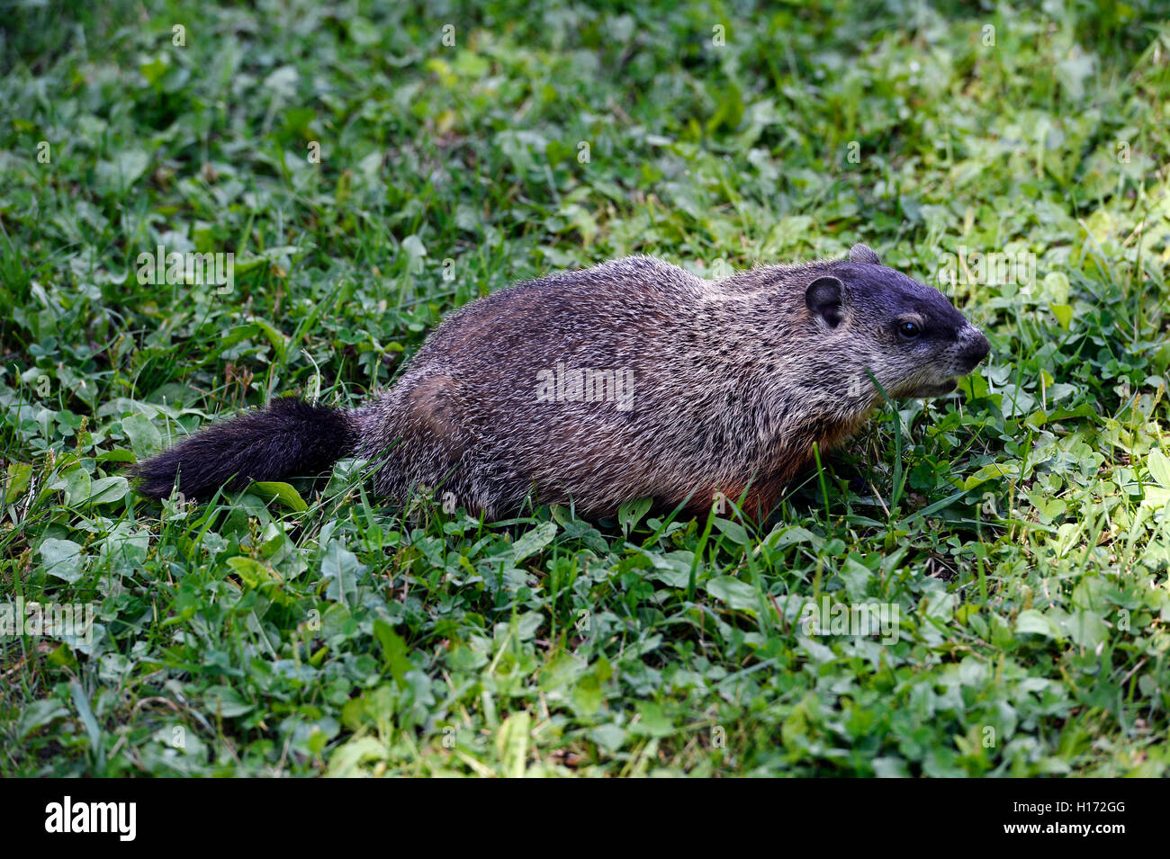 Marmotte en village fantôme de Val-Jalbert, Canada Banque D'Images