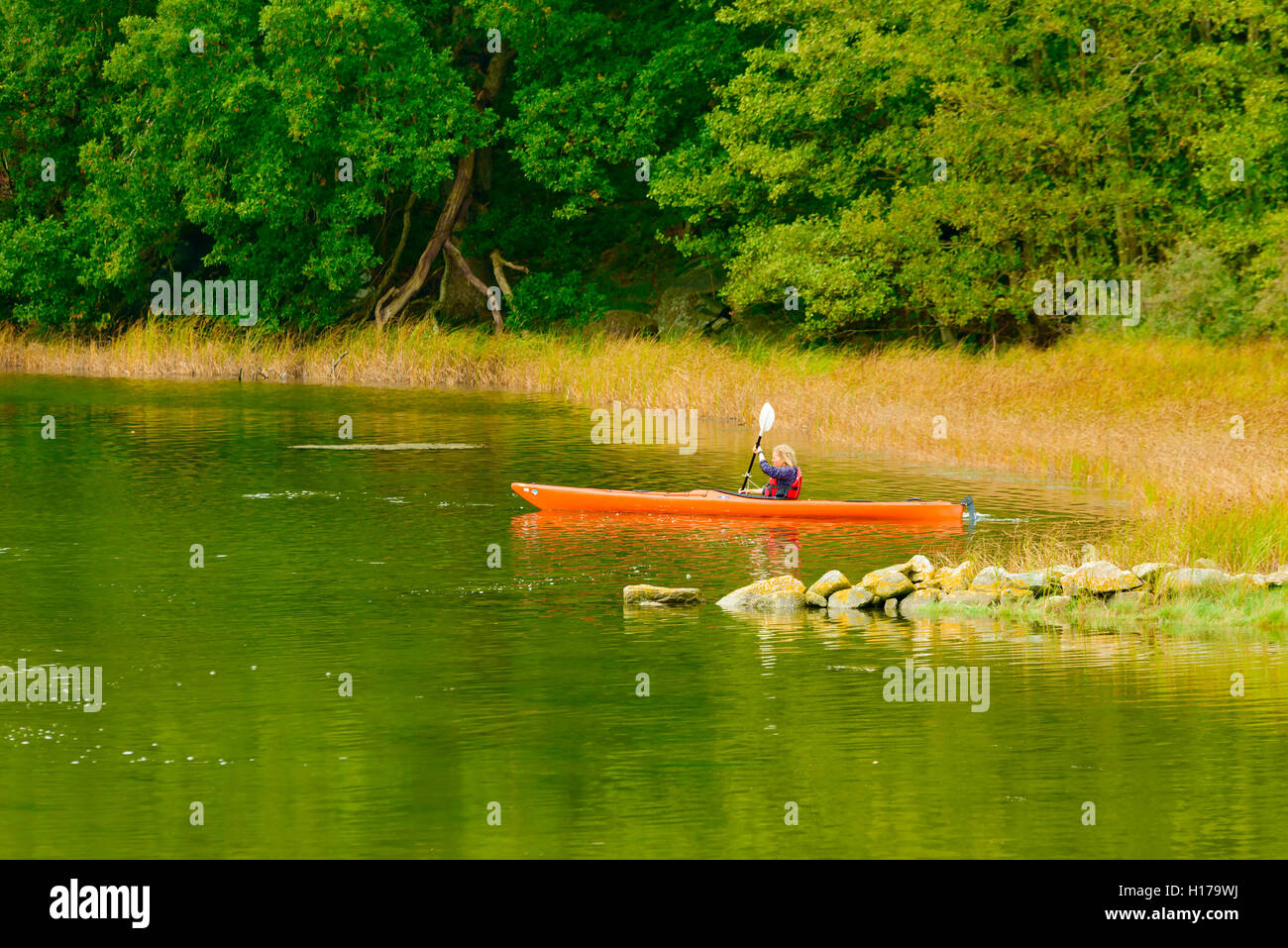 Sundsby, Suède - septembre 9, 2016 : documentaire Voyage de femme kayak sur les eaux tranquilles d'un boisé légèrement jour brumeux dans Banque D'Images