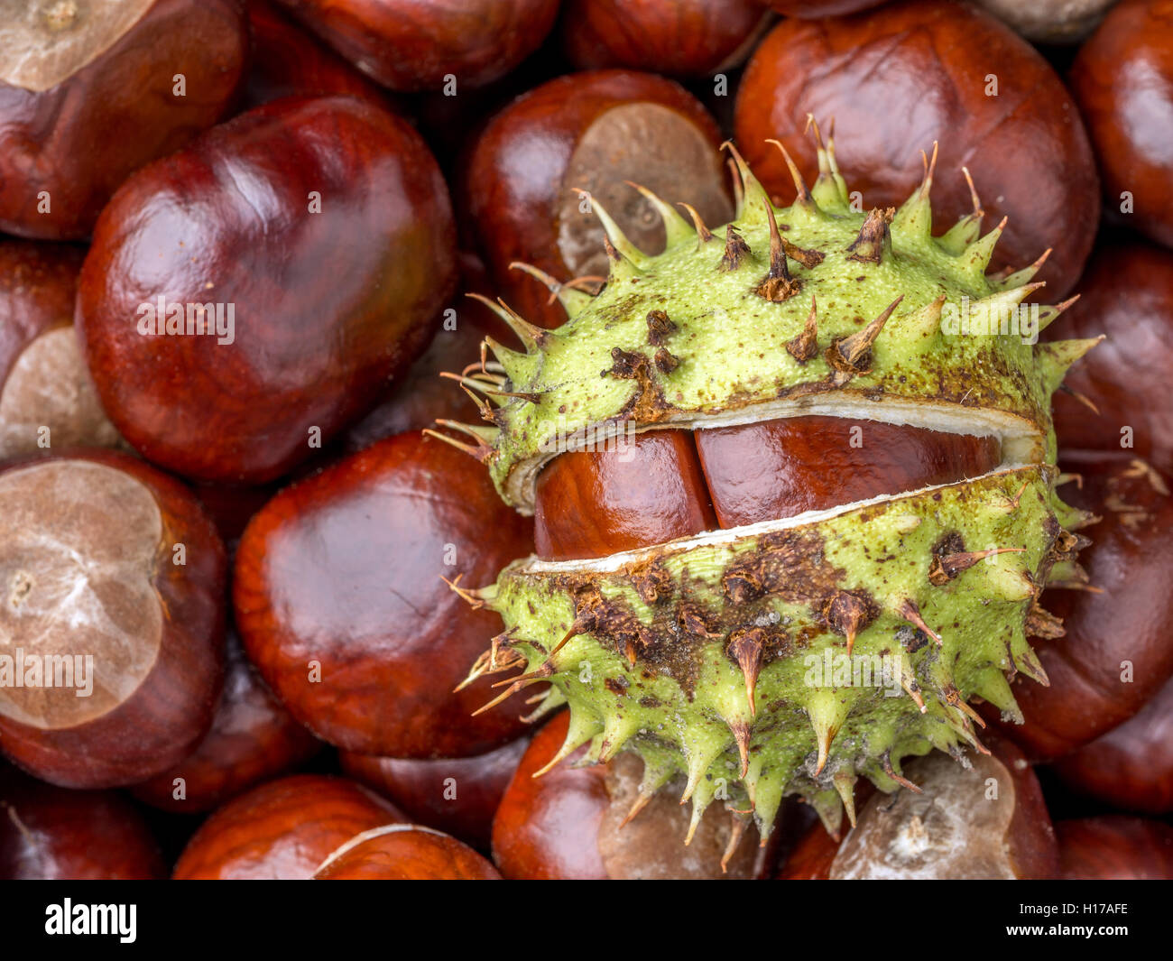 Groupe de plongée des châtaignes Banque D'Images
