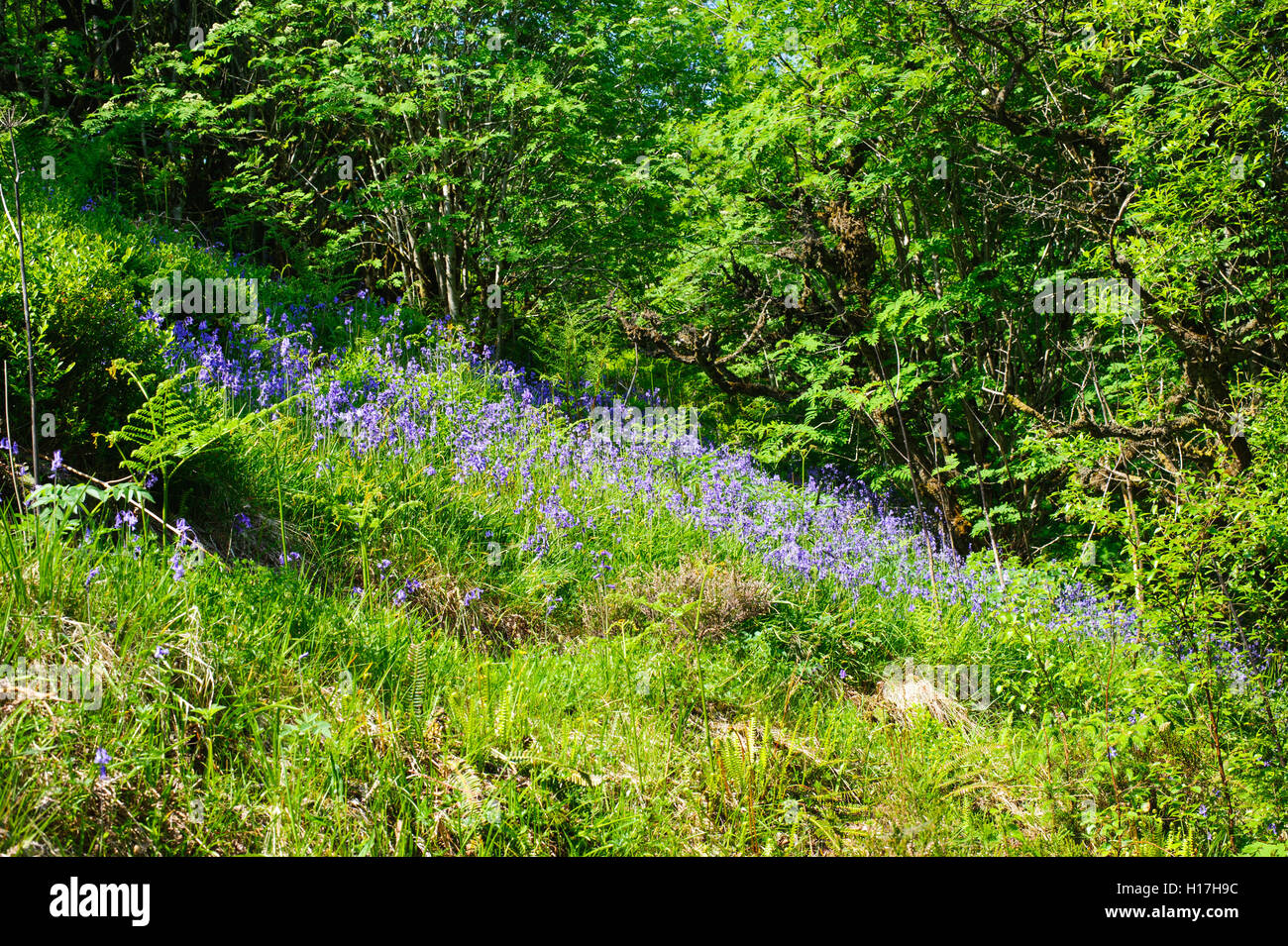 Belle Blue Bell fleurs sur le printemps dans la forêt, de l'Irlande Banque D'Images