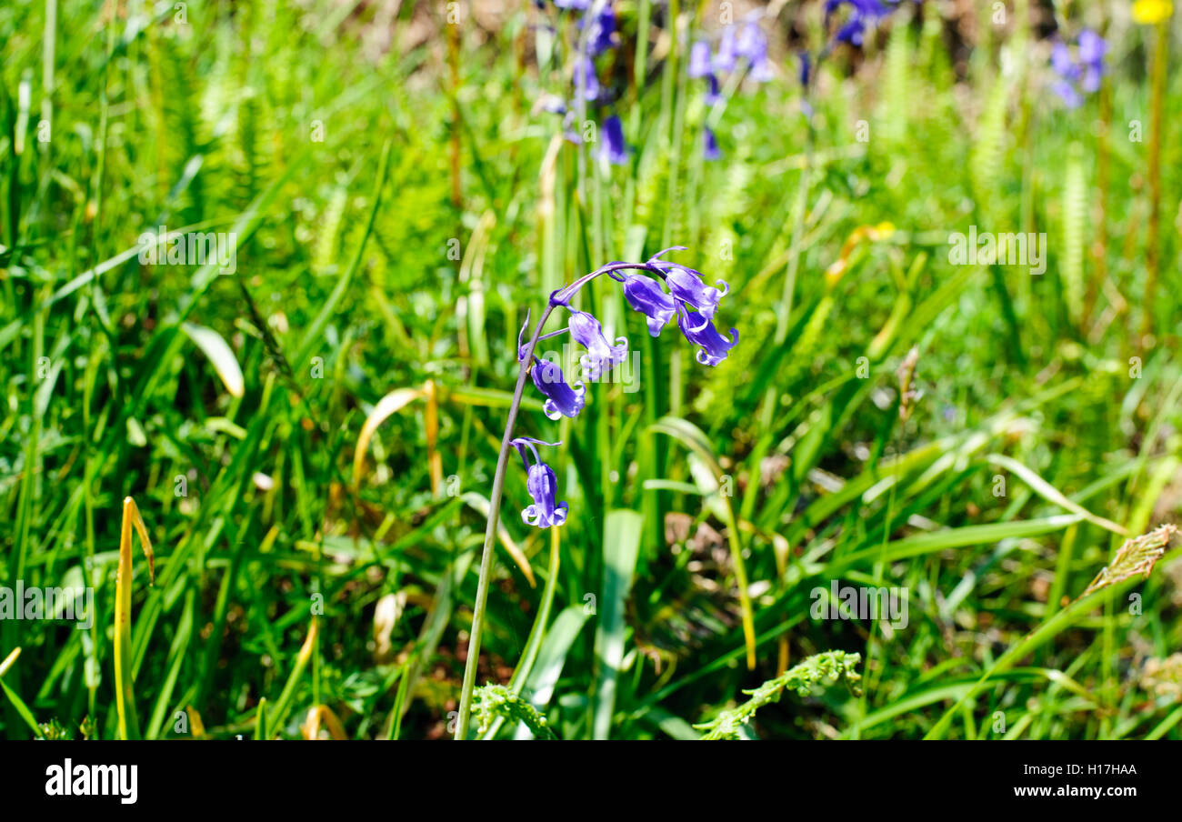 Bluebell Blossom flower close up Banque D'Images
