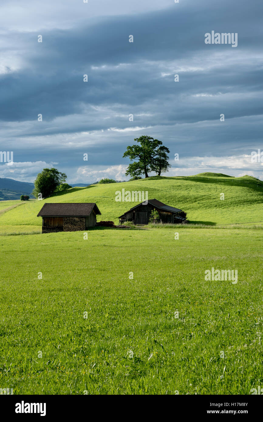 Deux huttes de bois et un arbre sur une verte prairie ensoleillée, paysage de collines, l'Allgäu, près d'Oberstdorf, Bavière, Allemagne Banque D'Images