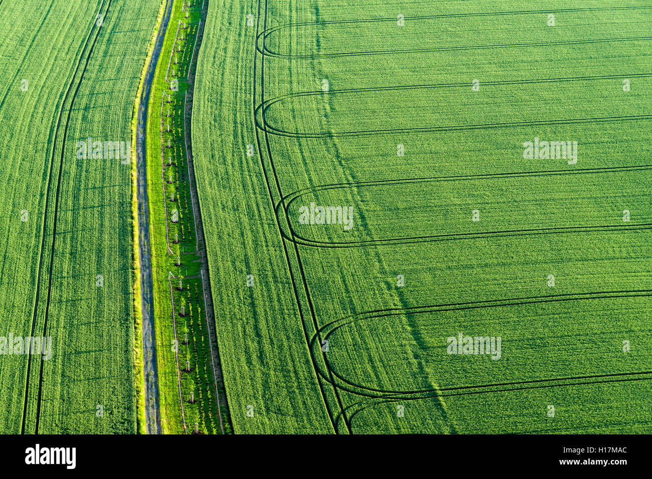 Sentier et les pistes d'un tracteur sur un champ vert, Königstein, Saxe, Allemagne Banque D'Images