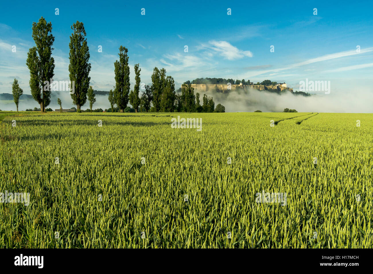 La forteresse Festung Königstein dépasse du brouillard dans la vallée de l'Elbe, Elbsandsteingebirge Banque D'Images