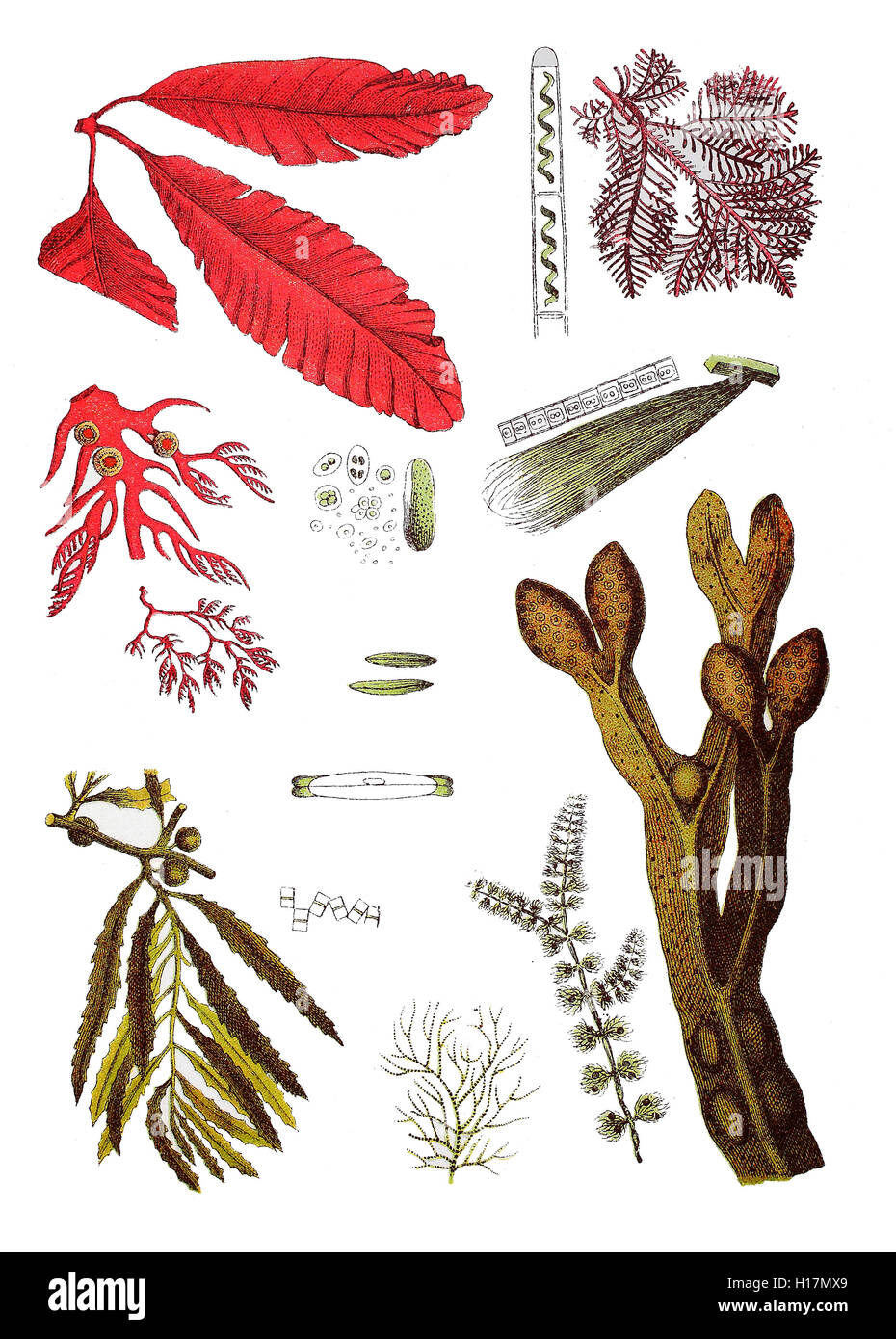 Gruene Schiffchenalge, Navicula viridis (3. von oben Mitte), Staebchenalge flocculosum, Diatoma (4. von oben Mitte), Stueckchenalge, Frustulia (2. von oben Mitte), Spiralbandalge, Spirogyra quiphile (oben Mitte), Einzellige Alge, Protococcus viridis (2.von oben Mitte), Flachsalge Conferva, linum (von oben rechts 2.), Blasentang, Braunalge, Fucus vesiculosus (rechts unten), Beerentang, Sargassum bacciferum), Gemeine, Froschlaichalge Batrachospermum moniliforme (2. und 3. von unten links), Roter Knorpeltang Gelidium corneum, 156 (Purpurner Kammtang oben),, Plocamium coccineum (2. und 3. von Banque D'Images