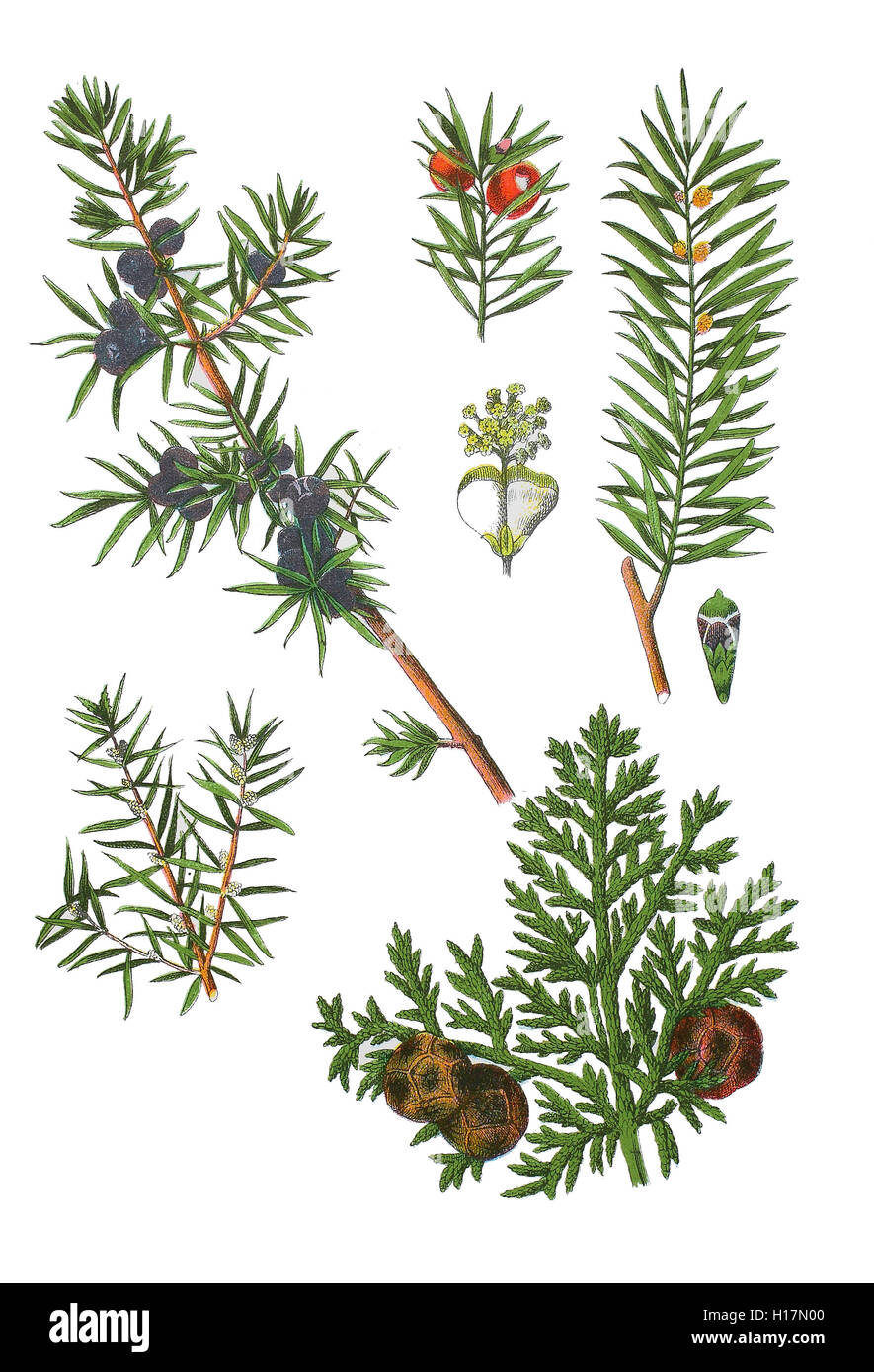Gemeine Wacholder auch Heide-Wacholder, Machandelbaum Kranewittbaum Reckholder,,, Weihrauchbaum, Feuerbaum, Juniperus communis (liens), Europäische Eibe, Taxus baccata (oben rechts), Mittelmeer-Zypresse, Cupressus sempervirens (unten rechts) Banque D'Images