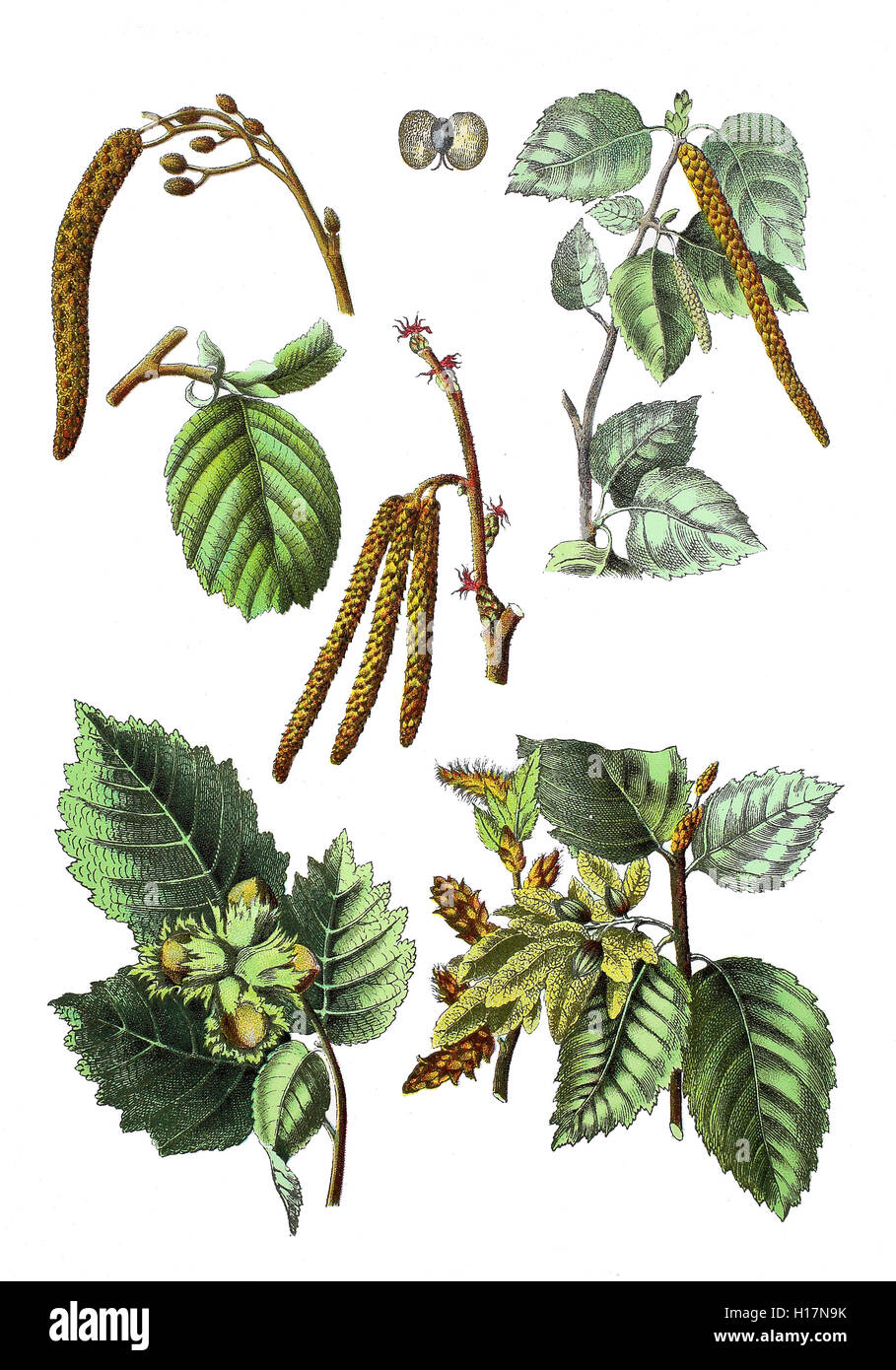 Schwarz-Erle, Alnus glutinosa (oben links), Haenge-Birke Sandbirke Weissbirke oder auch, Warzenbirke, Betula pendula syn. : B. alba, B. verrucosa (oben rechts), Gemeine Hasel auch Haselstrauch Haselnussstrauch oder, Corylus avellana (unten links und mitte), Grab, Hagebuche Hornbaum Weissbuche oder, Carpinus betulus (unten rechts) Banque D'Images