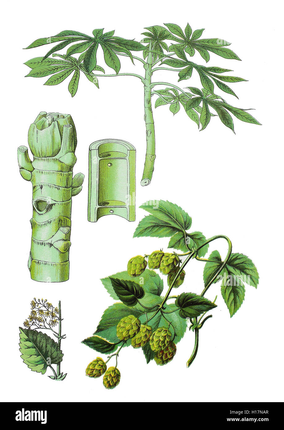 Ameisenbaum, Cecropia palmata, (Mitte) liens und oben, Echte Hopfe, Humulus lupulus (unten) Banque D'Images