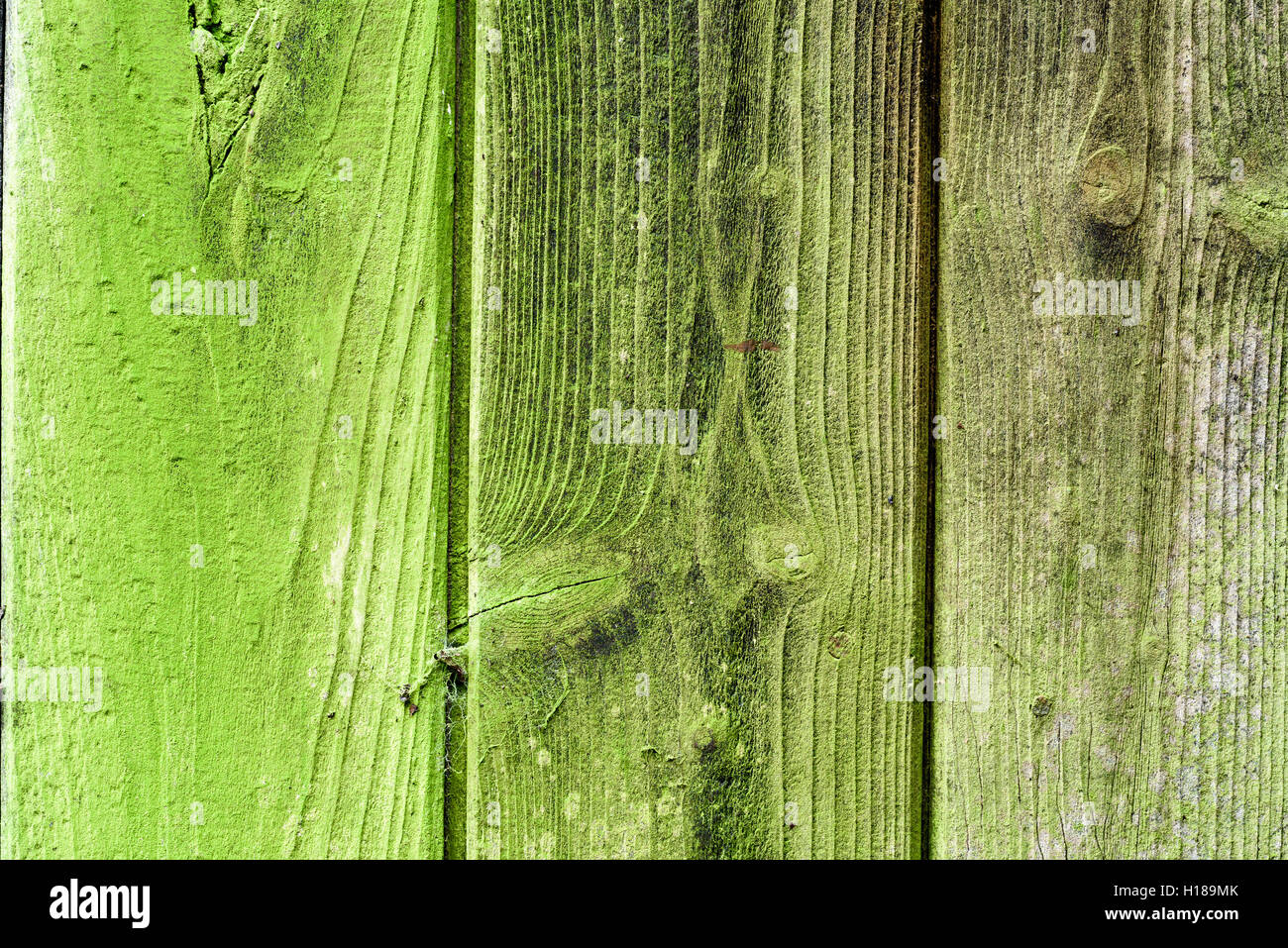 Vieux bois vieilli c'est le virage écologique en raison de la croissance de moisissures et de lichen blanc. Banque D'Images