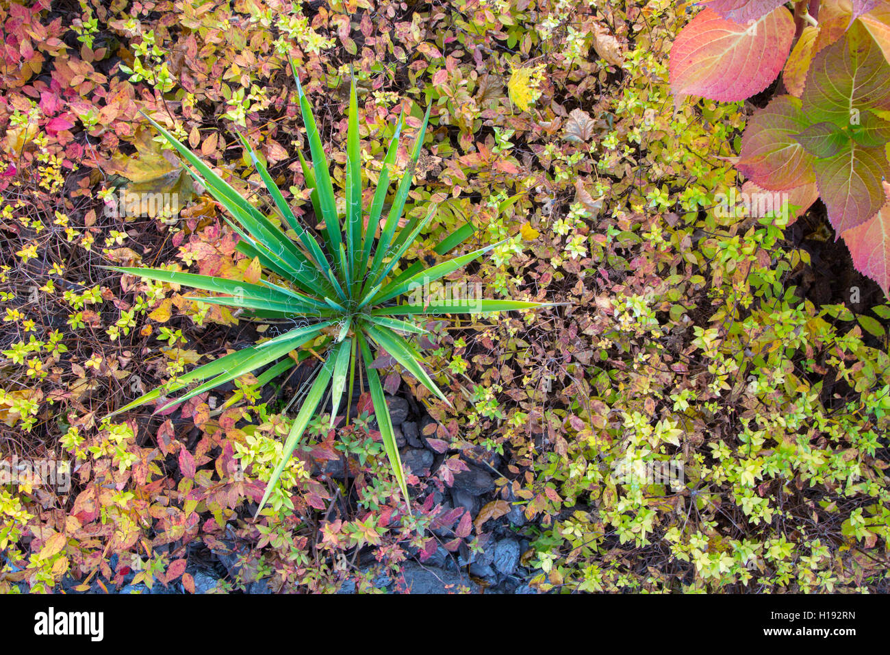 Plante verte dans le jardin d'automne Banque D'Images