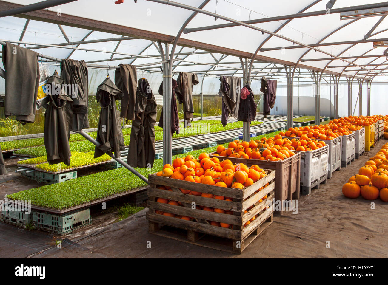 Des caisses empilées de citrouilles et de courgettes d'hiver cueillies dans un hangar en serre avec des vêtements de travailleurs sur le terrain qui sèchent à l'intérieur. Stocker les citrouilles à mûrir et les cendres d'hiver pour guérir les fruits dans une serre, un polytunnel ou un cadre froid. Citrouilles récemment cueillies, magasin, nourriture, marché, sain, légume, frais, fond, boutique, biologique, agriculture, vert, végétarien, naturel, vente, fruit, épicerie, nutrition, stocké dans une serre dans des caisses, prêt à transporter sur le marché, Tarleton, Lancashire, Royaume-Uni Banque D'Images