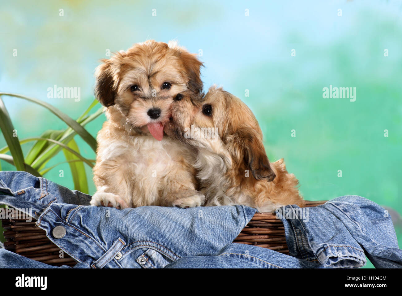 2, deux chiots Bichon havanais assis dans un panier avec des jeans, de câliner et à s'embrasser Banque D'Images