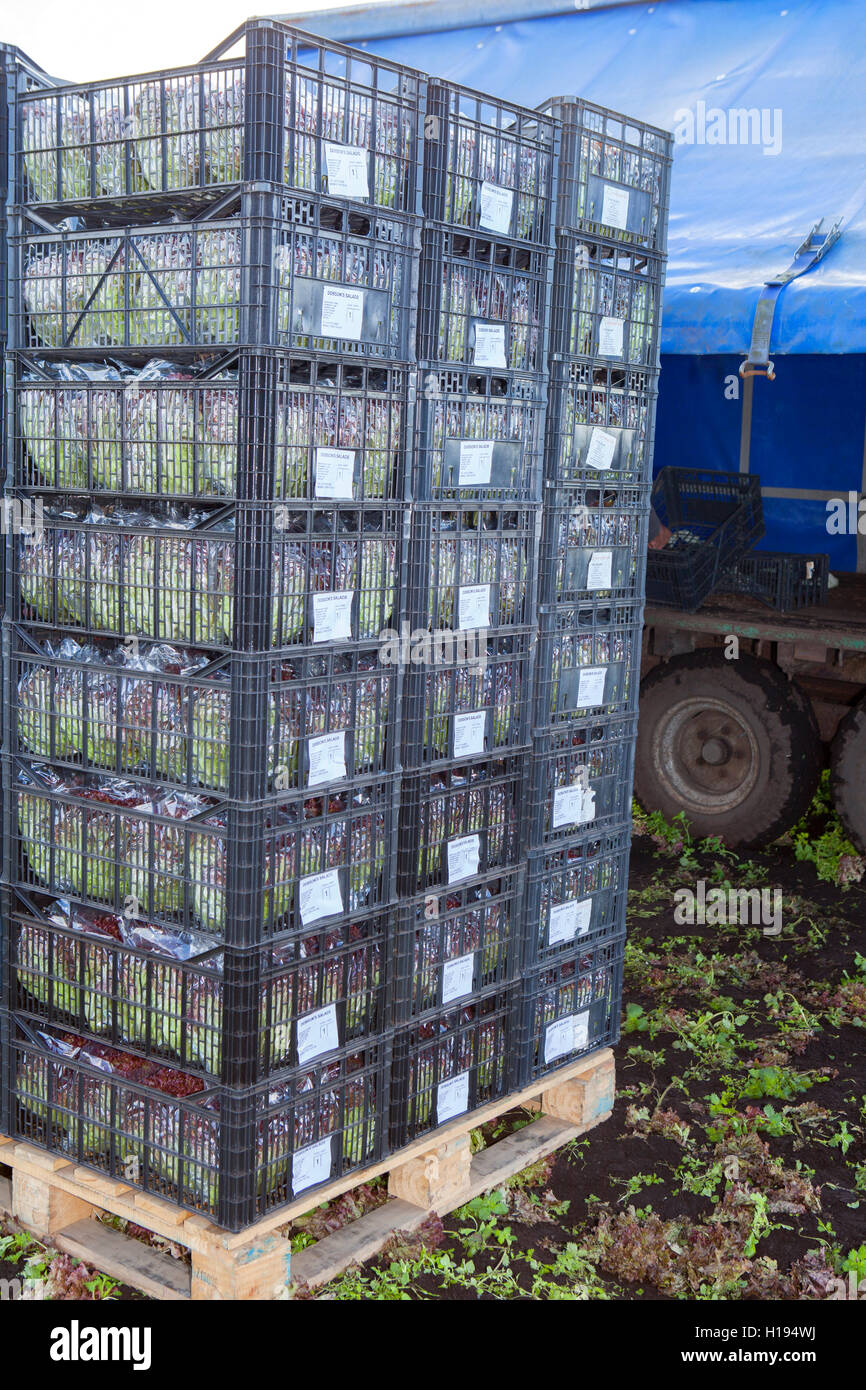 Caisses empilées de laitue « Oakleaf » pour les fermes de salades John Dobson à Tarleton, dans le Lancashire. Banque D'Images