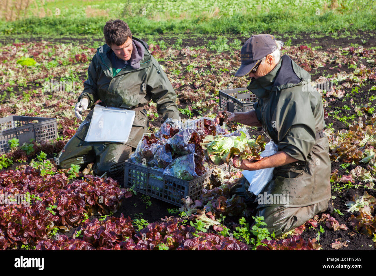 Ouvriers agricoles cueillant des cultures de laitue « Oakleaf » pour les fermes de salades John Dobson à Tarleton, dans le Lancashire. Banque D'Images