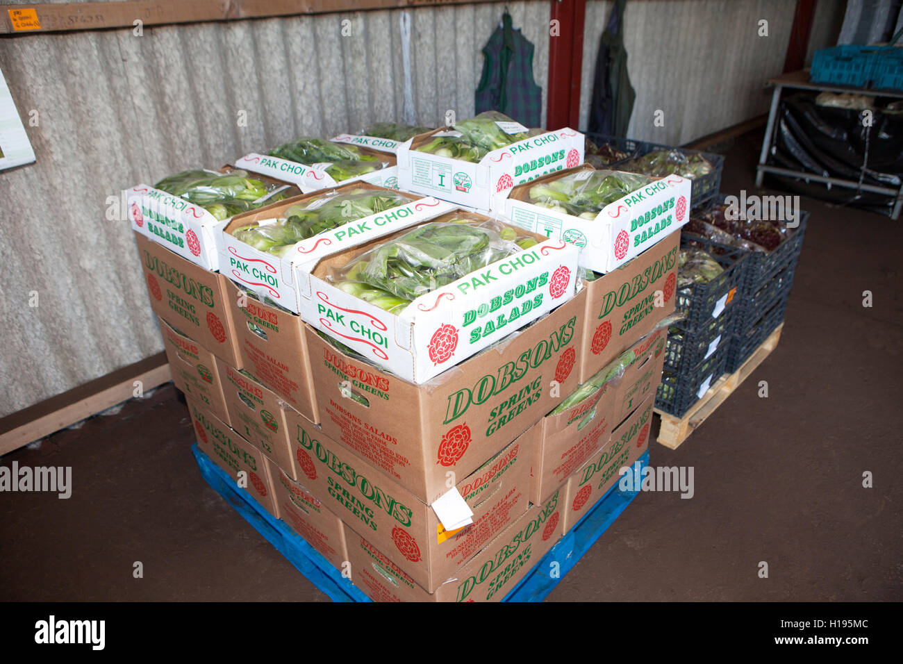 Les cultures de salade en boîte prête à l'exportation vers l'UE, Lancashire, UK Banque D'Images