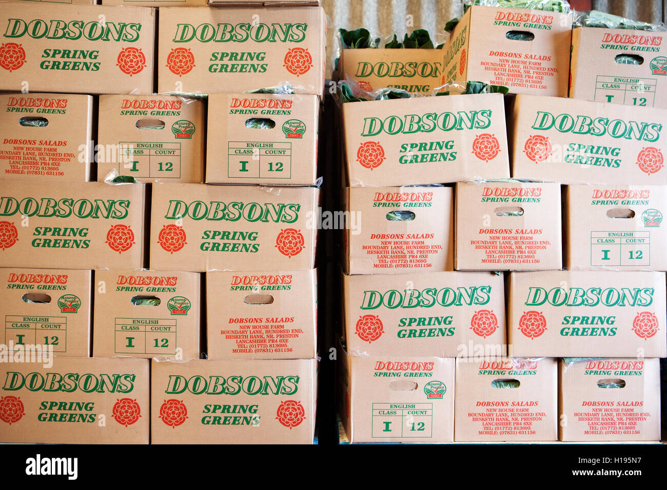 Les cultures de salade en boîte prête à l'exportation vers l'UE, Lancashire, UK Banque D'Images