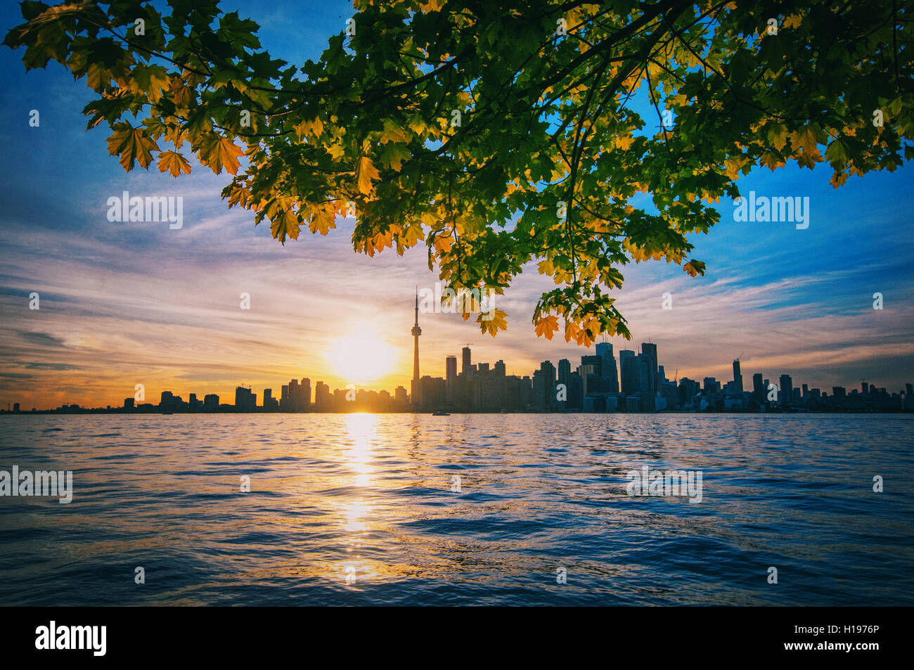 Ville de Toronto au coucher du soleil avec des branches d'arbres d'érable Banque D'Images