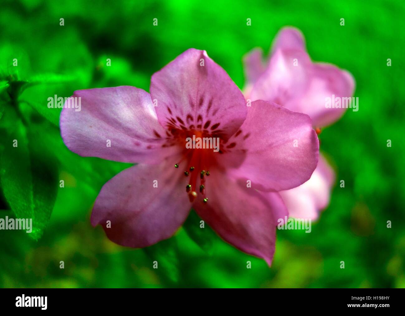 Macro d'une azalée rose fleur dans une forêt verte. Banque D'Images Macro d'une azalée rose fleur dans une forêt verte. Banque D'Images