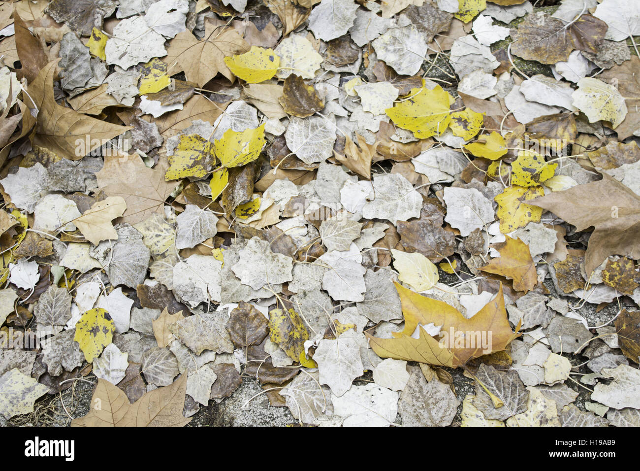 Moss et terrains en nature d'automne Banque D'Images